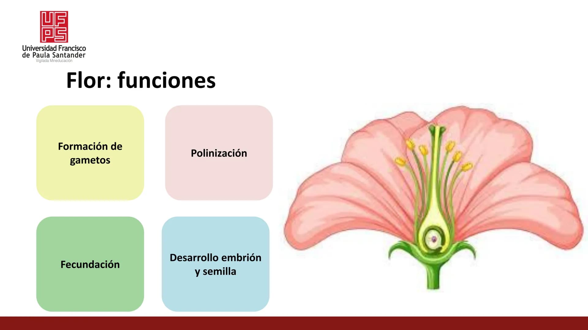UF
PS
Universidad Francisco
de Paula Santander
Vigilada Mineducación
# Universidad Francisco de Paula Santander
## Ingeniería Agronómica
#