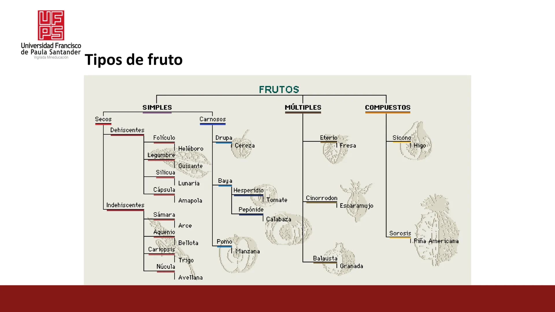 UF
PS
Universidad Francisco
de Paula Santander
Vigilada Mineducación
# Universidad Francisco de Paula Santander
## Ingeniería Agronómica
#