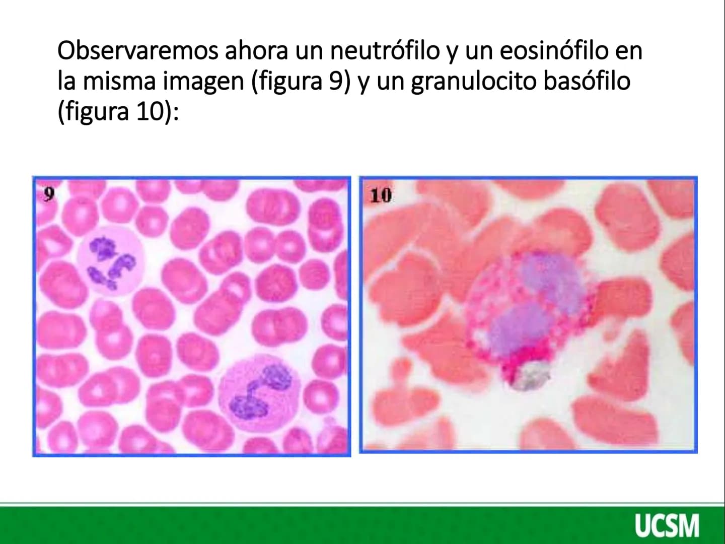Universidad Católica
de Santa María
FISIOLOGIA DE LA SANGRE 2
Mtro: FERNANDO TORRES VELA LEUCOCITOS
• Son células de color blanco (glóbul