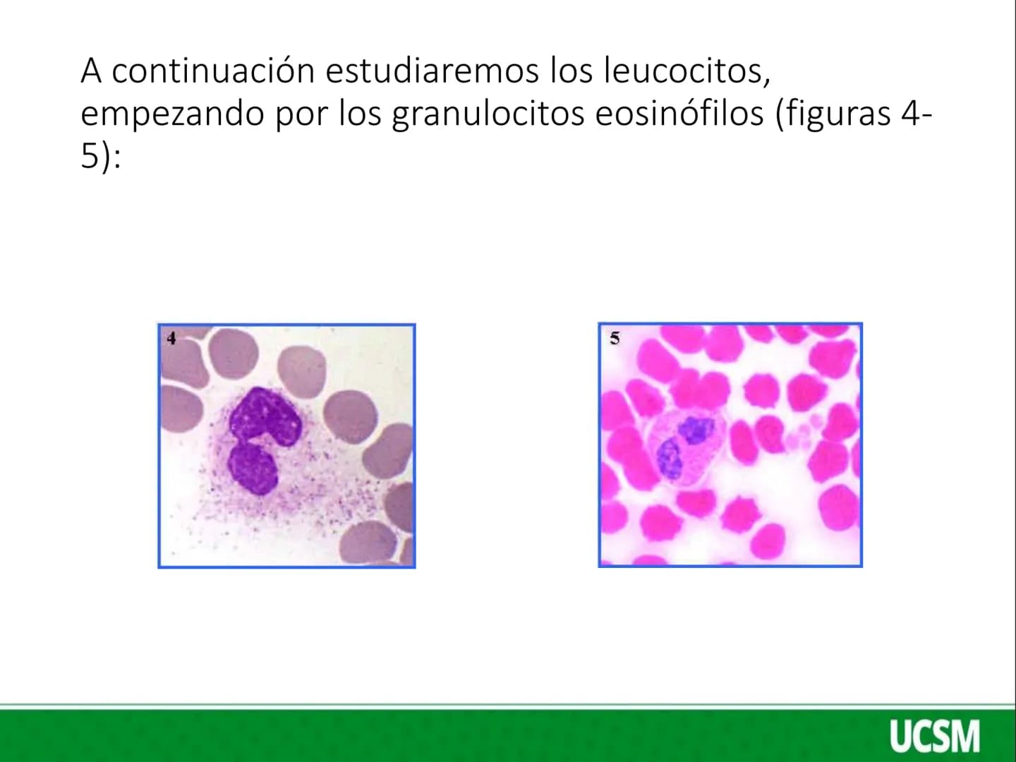 Universidad Católica
de Santa María
FISIOLOGIA DE LA SANGRE 2
Mtro: FERNANDO TORRES VELA LEUCOCITOS
• Son células de color blanco (glóbul