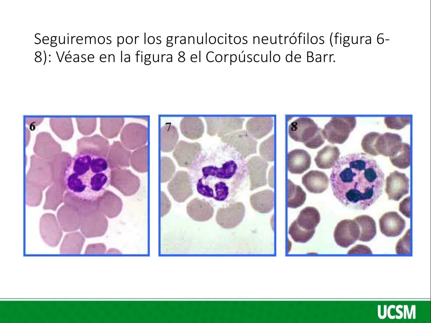 Universidad Católica
de Santa María
FISIOLOGIA DE LA SANGRE 2
Mtro: FERNANDO TORRES VELA LEUCOCITOS
• Son células de color blanco (glóbul