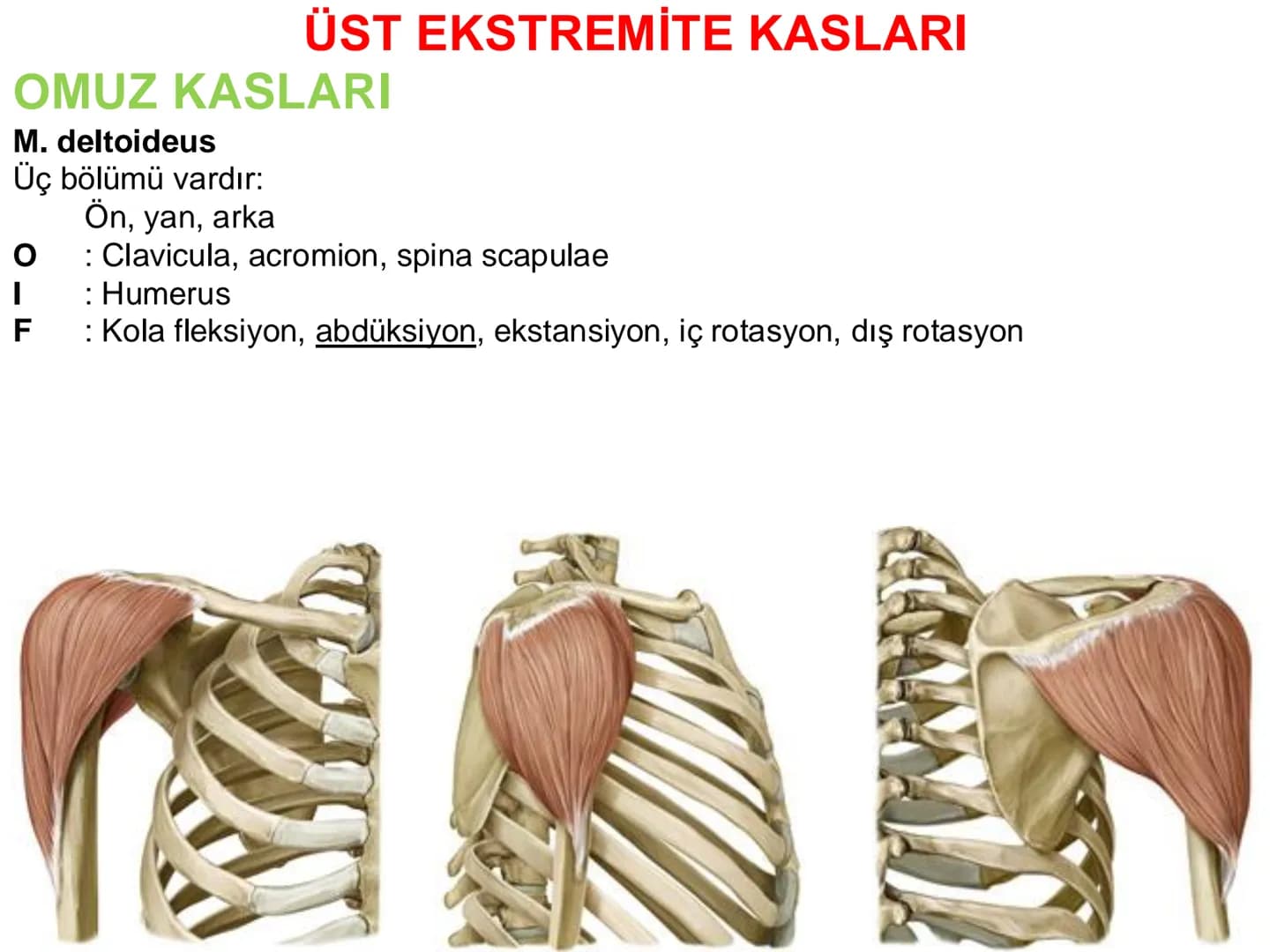 # Kas Sistemi
## Üst Ekstremite Kasları
Öğr. Gör. Ayşegül Ayran İÇERİK
Üst ekstremite kaslarının:
İsimleri
Konumları
Kemiklere tutunma y