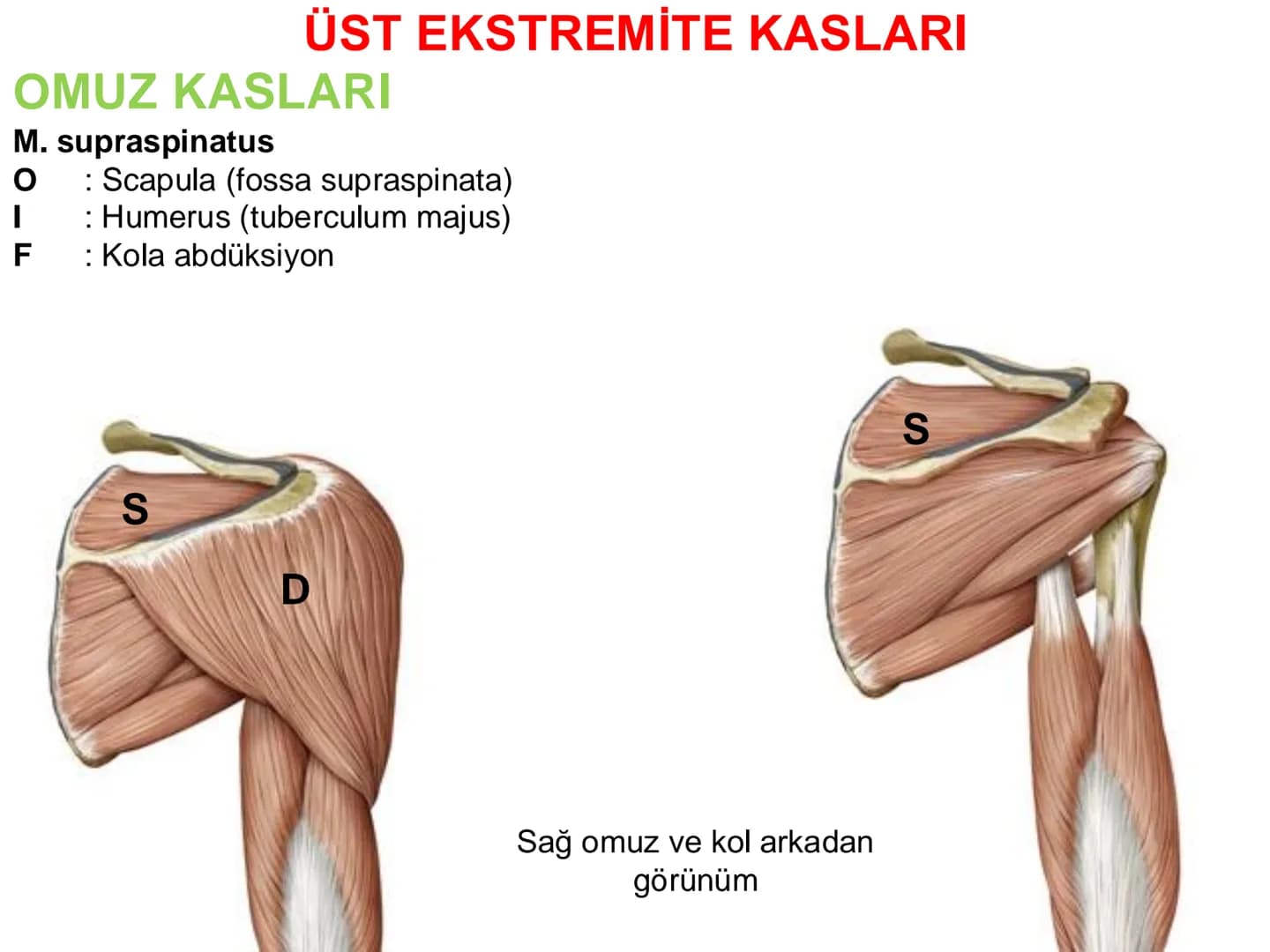 # Kas Sistemi
## Üst Ekstremite Kasları
Öğr. Gör. Ayşegül Ayran İÇERİK
Üst ekstremite kaslarının:
İsimleri
Konumları
Kemiklere tutunma y