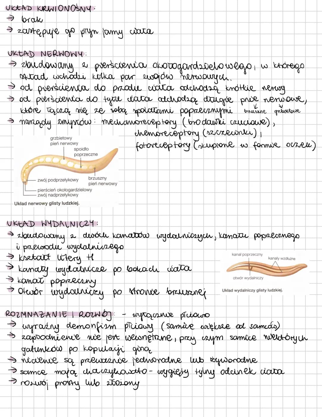 # NICIENIE
Budowa wewnętrzna nicienia
Pod względem budowy wewnętrznej nicienie są grupą mało zróżnicowaną.
Typową budowę ciała ma glista lu