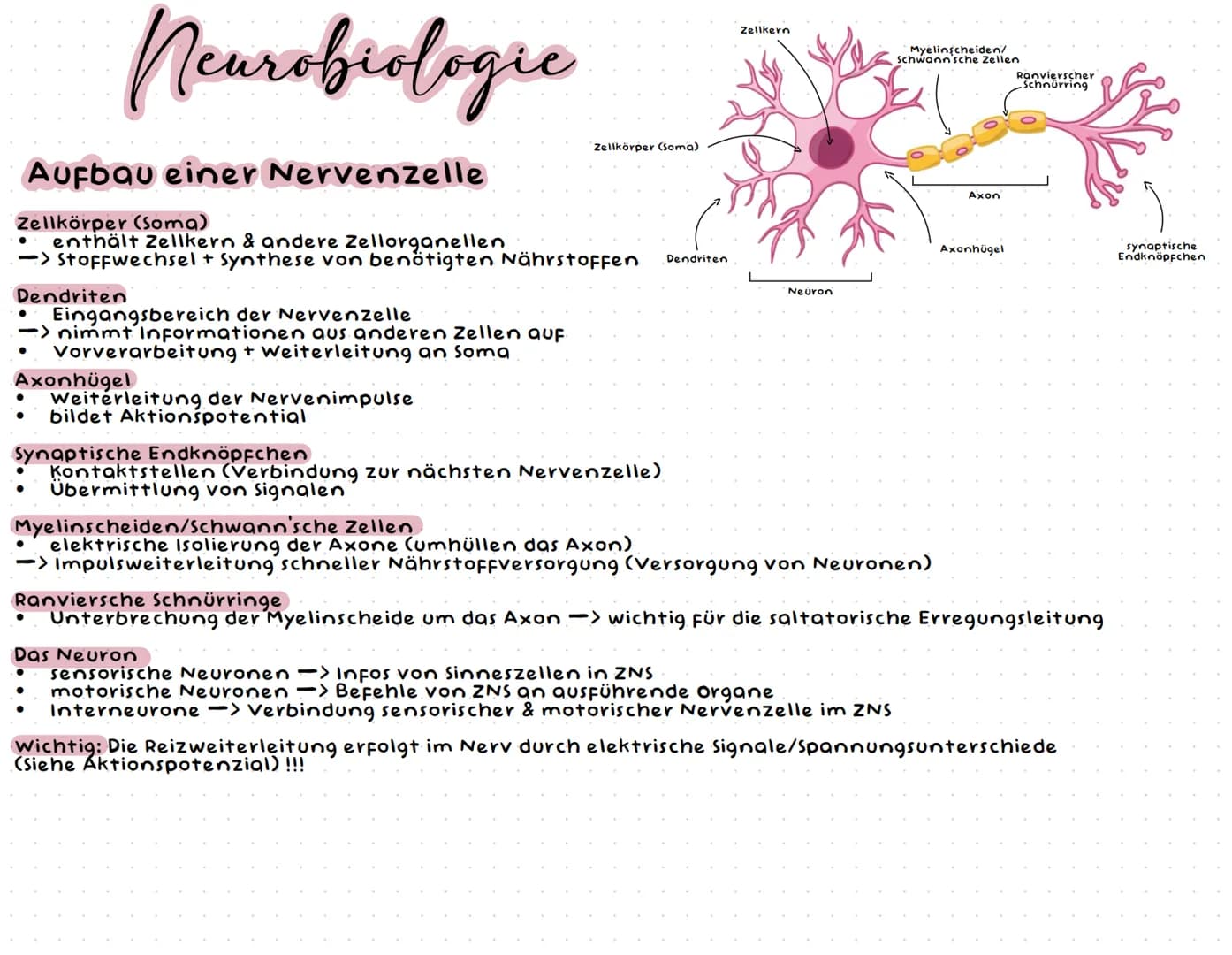 Neurobiologie # Neurobiologic
# Aufbau einer Nervenzelle
Zellkörper (Soma)
Zellkörper (Soma)
* enthält Zellkern & andere Zellorganellen