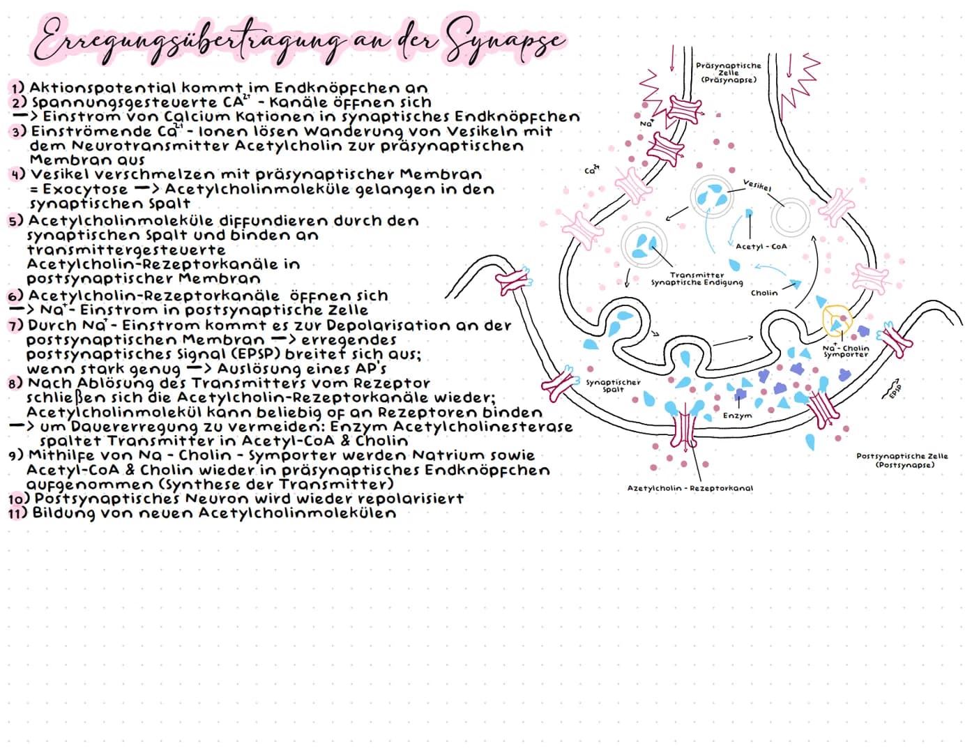 Neurobiologie # Neurobiologic
# Aufbau einer Nervenzelle
Zellkörper (Soma)
Zellkörper (Soma)
* enthält Zellkern & andere Zellorganellen