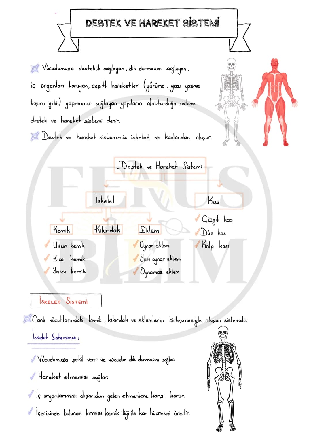 FENUS
BILIM
5. SINIF 3.ÜNİTE
DESTEK VE HAREKET
SİSTEMİ DERS NOTU
fenusbilim
✔ fenusbilim.com
▷ fenusbilim/youtube
Teliflidir, öğrenciler