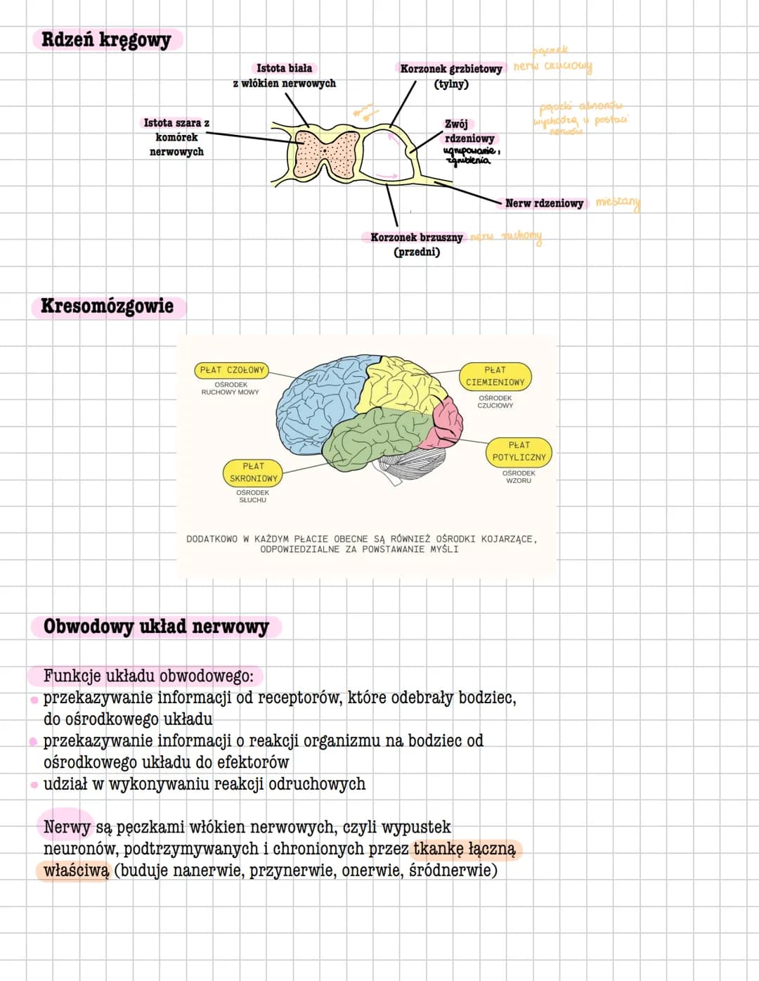 # UKŁAD NERWOWY
Ośrodkowy układ
* Mózgowie 12 par nerwów mózgowych (ochrona czaszka, opony i płyn mózgowy)
* Rdzeń kręgowy 31 par nerw