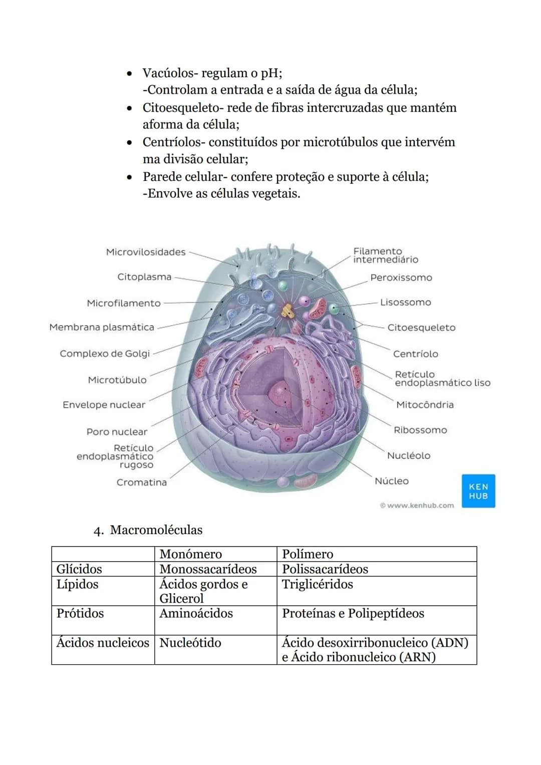 Células e Biomoléculas
1. Organização biológica
• Organismos unicelulares-
compostos por uma única
célula, capaz de realizar
todas as funçõe