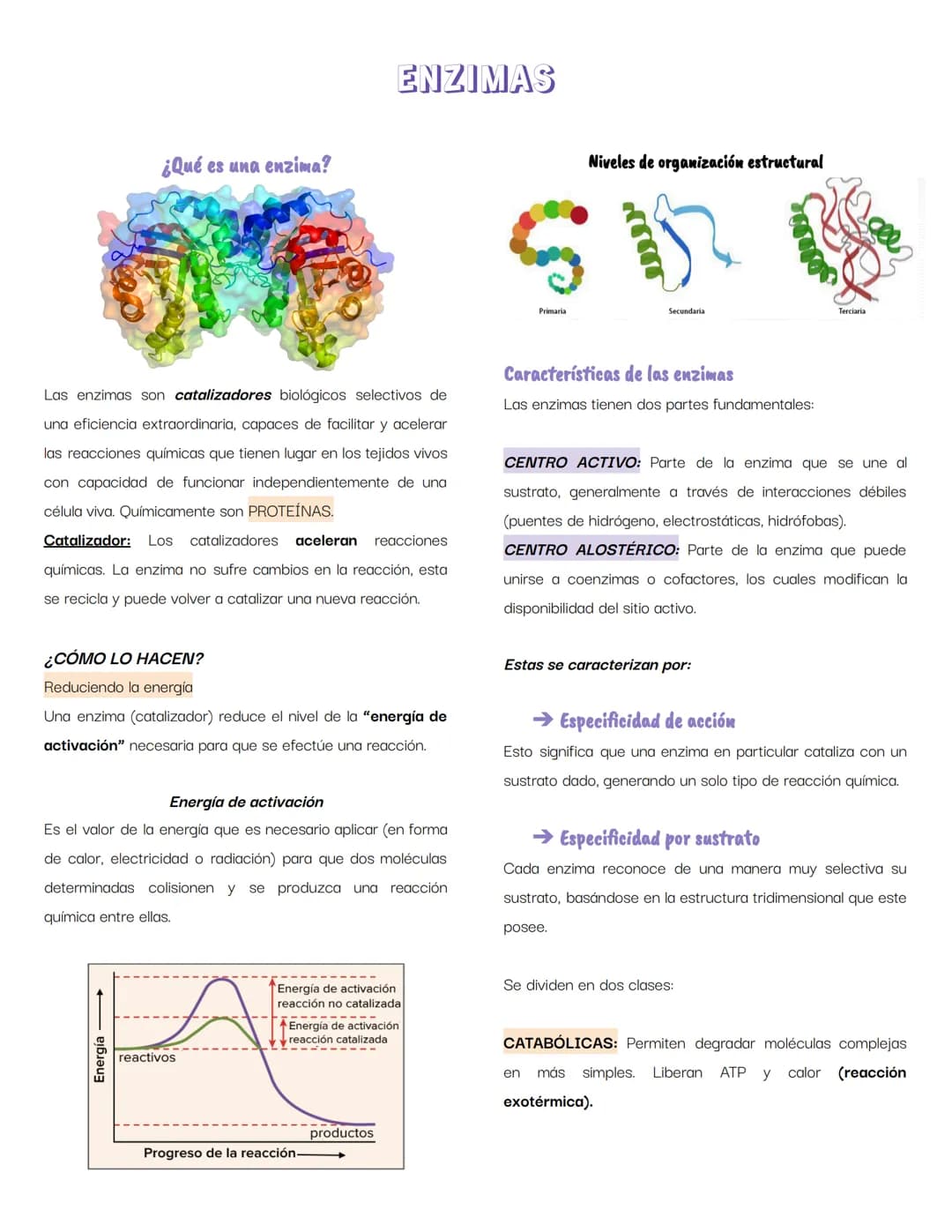 # ENZIMAS
¿Qué es una enzima?
Niveles de organización estructural
Las enzimas son catalizadores biológicos selectivos de
una eficiencia e