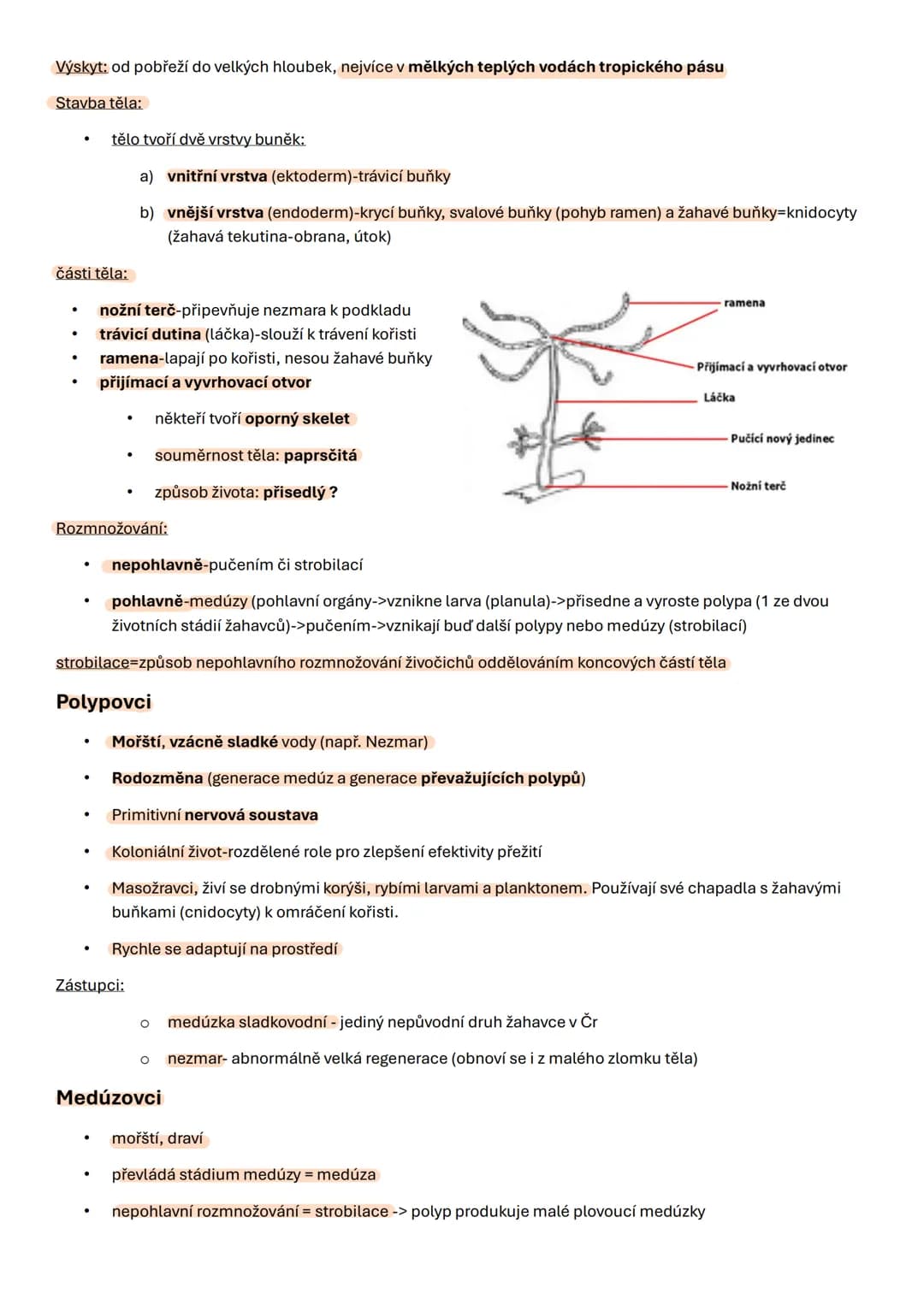 # Biologie 9
1. Cefalizace - proces, při kterém se během evoluce soustřeďují nervová centra v přední části těla, což
vede k vytvoření hlav