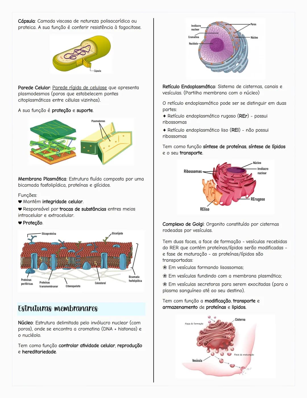 # Ecologia
Biosfera
A biosfera é um sistema que inclui todos os seres vivos, os
ambientes que habitam e as relações estabelecidas entre
ele