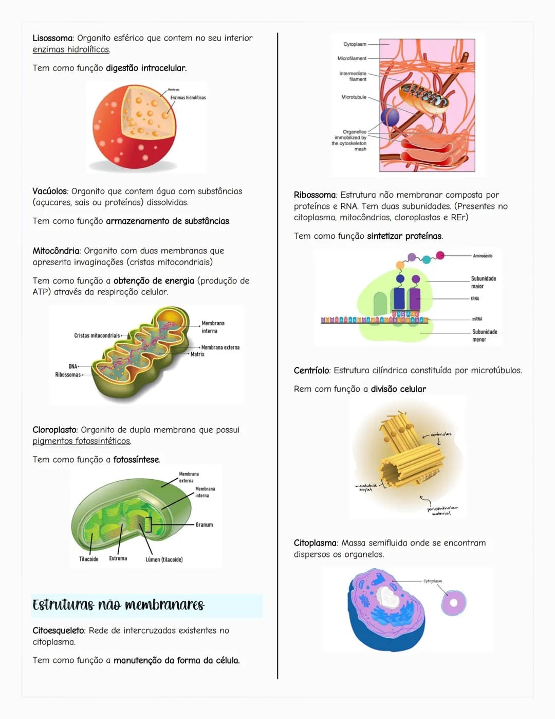 # Ecologia
Biosfera
A biosfera é um sistema que inclui todos os seres vivos, os
ambientes que habitam e as relações estabelecidas entre
ele