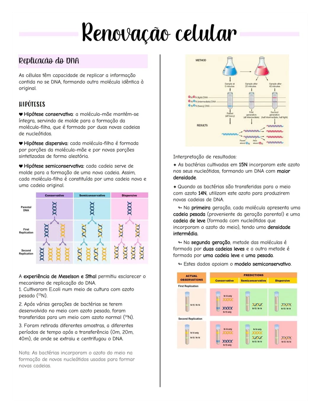 # Renovação celular
Replicacão do DNA
As células têm capacidade de replicar a informação
contida no se DNA, formando outra molécula idênti
