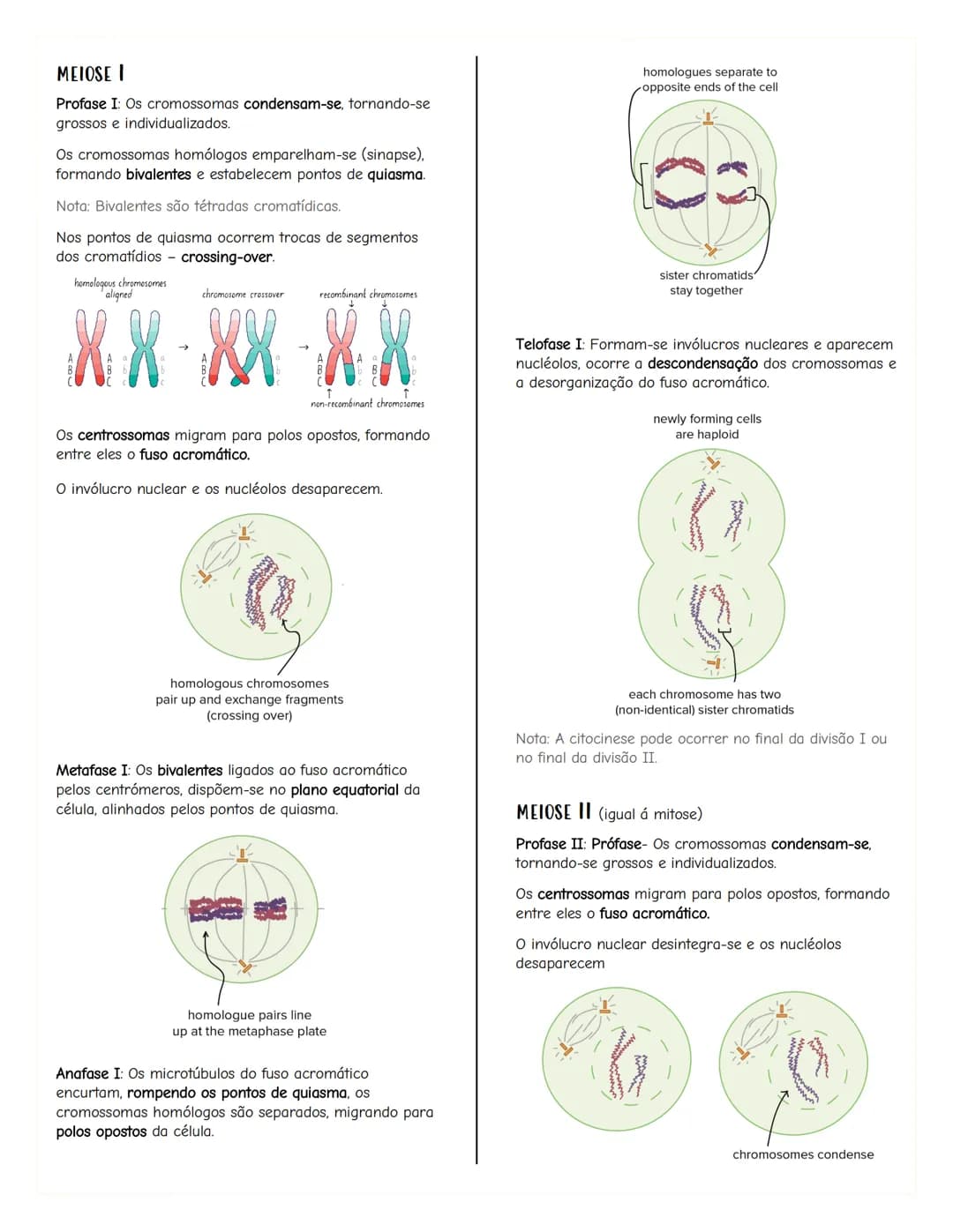# Renovação celular
Replicacão do DNA
As células têm capacidade de replicar a informação
contida no se DNA, formando outra molécula idênti