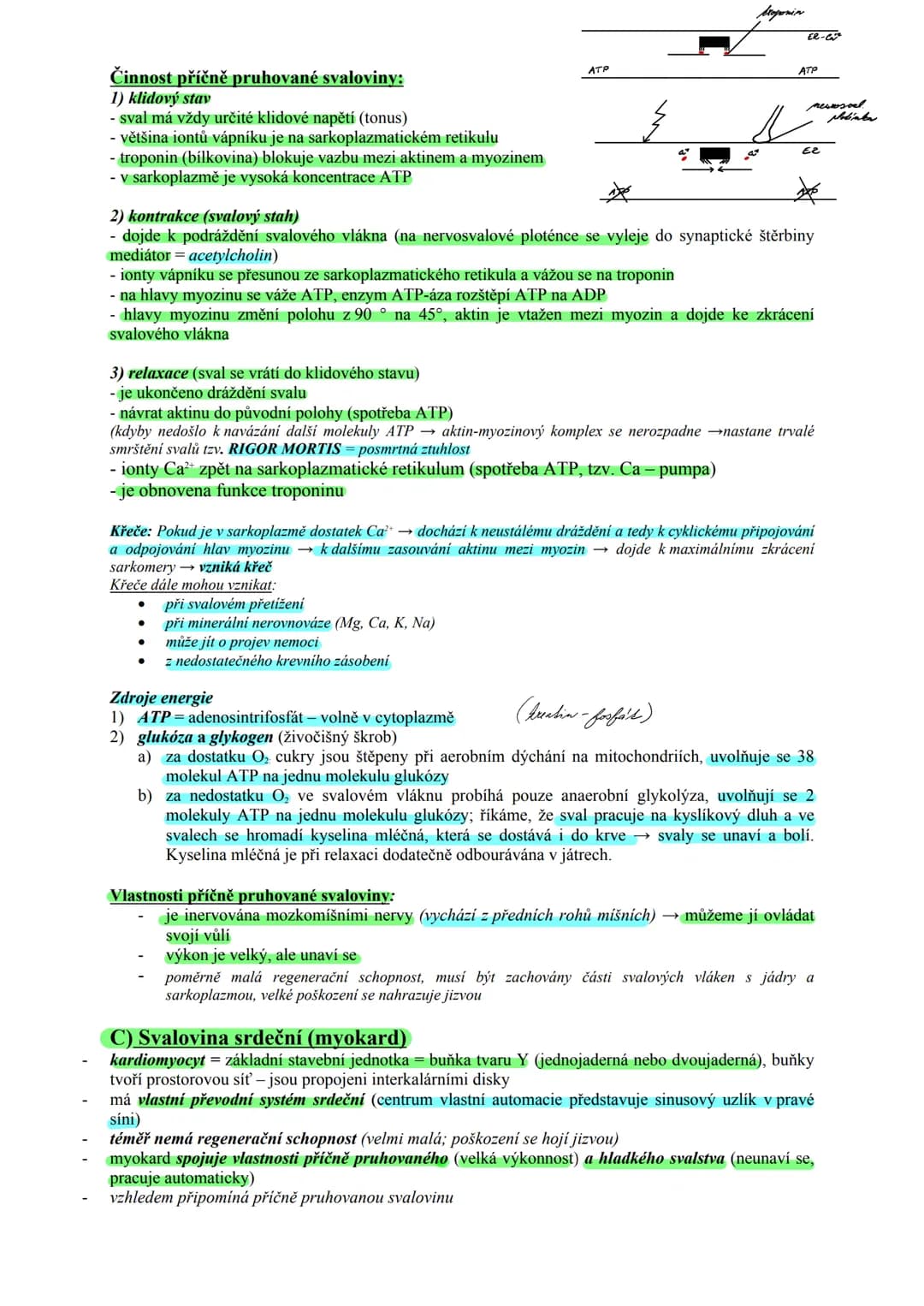 # TKÁŇ SVALOVÁ (textus muscularis) Μ.Ο. 22
Funkce:
zajišťuje pohyb organismu z místa na místo (lokomoci), pohyb částí těla
zajišťuje pohyb