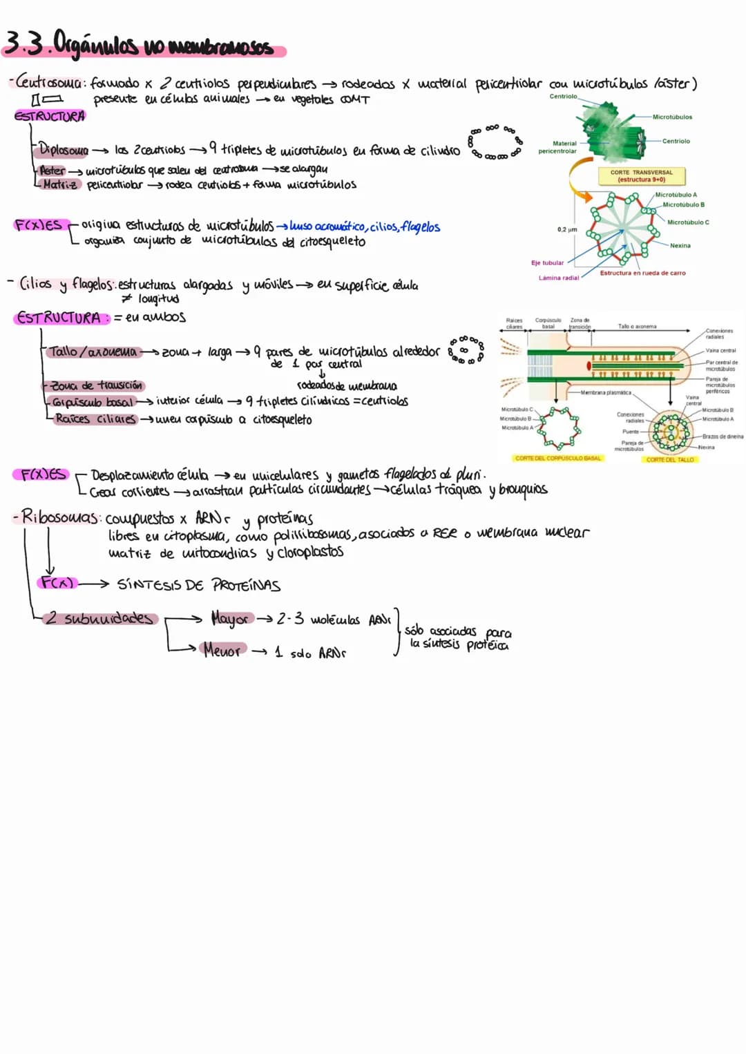 # tema 9: la célula eucariota
1. MEMBRANA PLASMÁTICA
Cuvuelve célula y separa su interior del eutano.
1.1. Estructura y composición quími