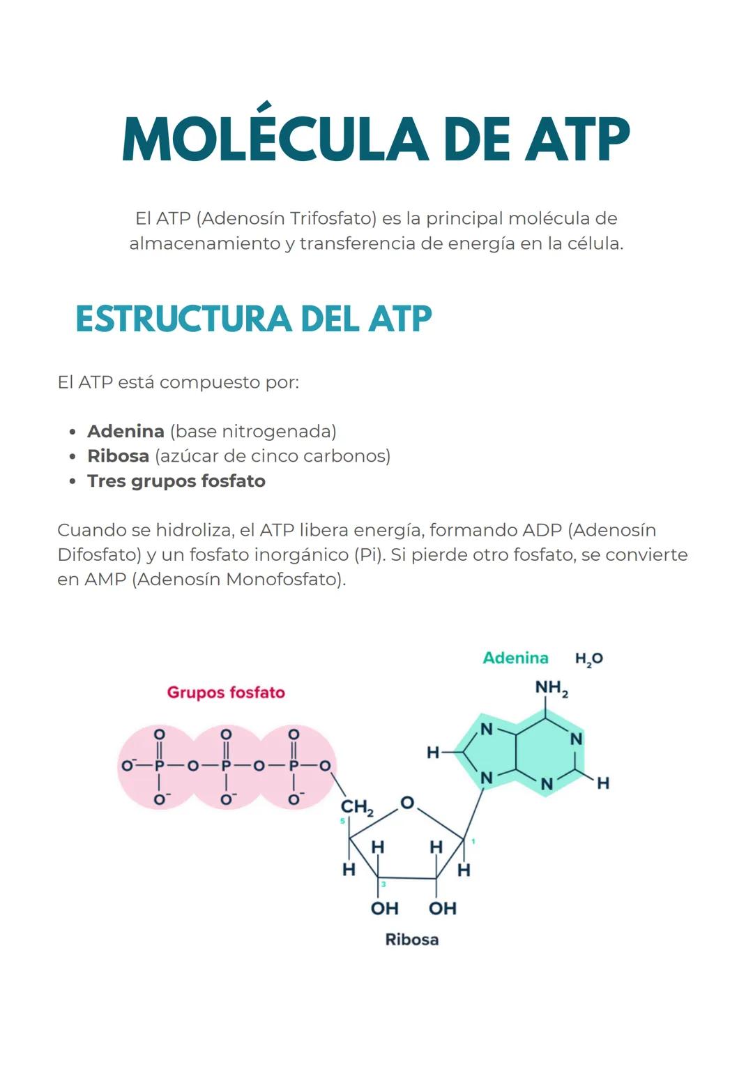 # CONCEPTOS PREVIOS
# MITOCONDRIAS
En primer lugar para dominar perfectamente este
tema, repasemos rapidamente las mitocondrias
Las mitoc