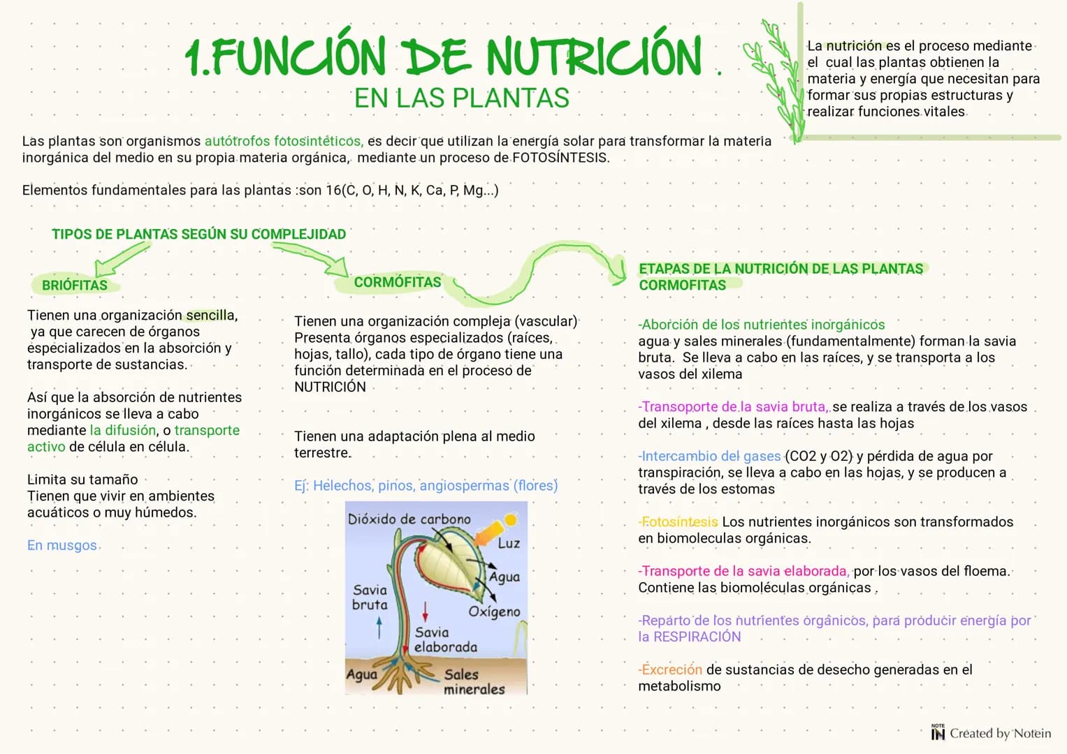 1.FUNCIÓN DE NUTRICIÓN
EN LAS PLANTAS
Las plantas son organismos autótrofós fotosintéticos, es decir que utilizan la energía solar para tran