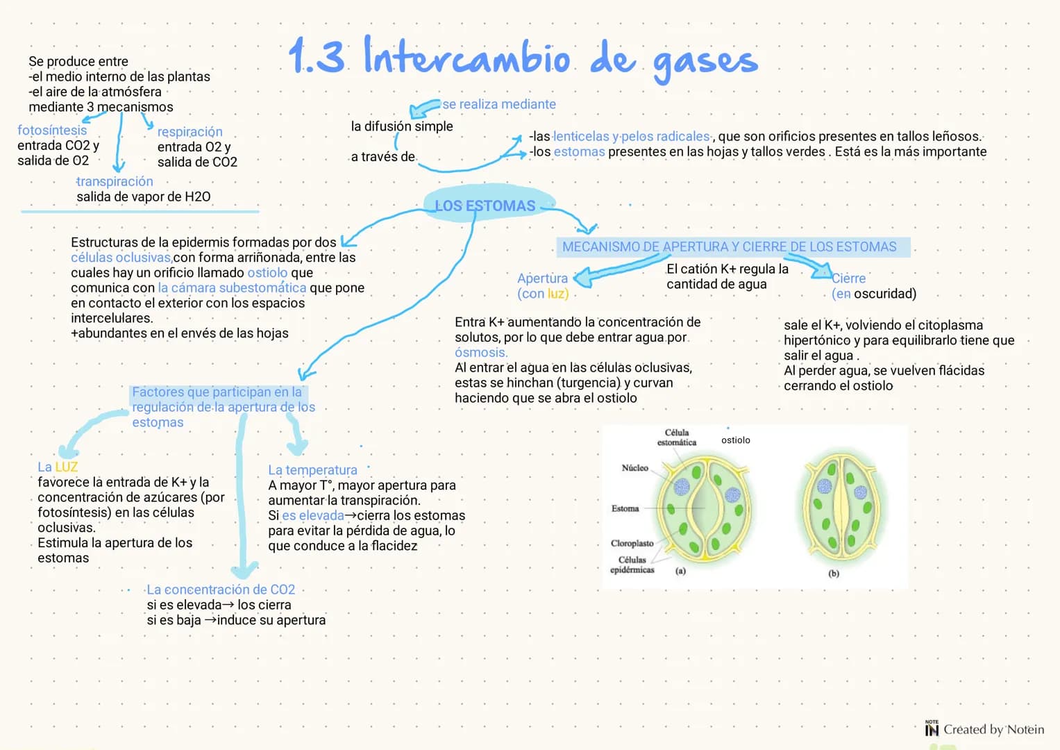 1.FUNCIÓN DE NUTRICIÓN
EN LAS PLANTAS
Las plantas son organismos autótrofós fotosintéticos, es decir que utilizan la energía solar para tran
