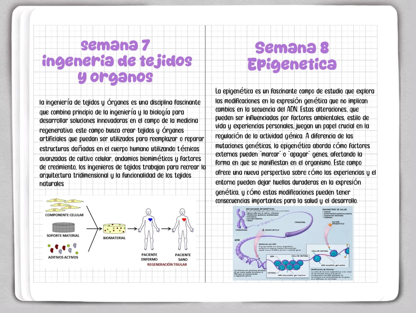 Sweet
Sweet Semana 1
Modificacion Genetica
la modificación genética, también conocida como ingeniería
genética o modificación genética, es