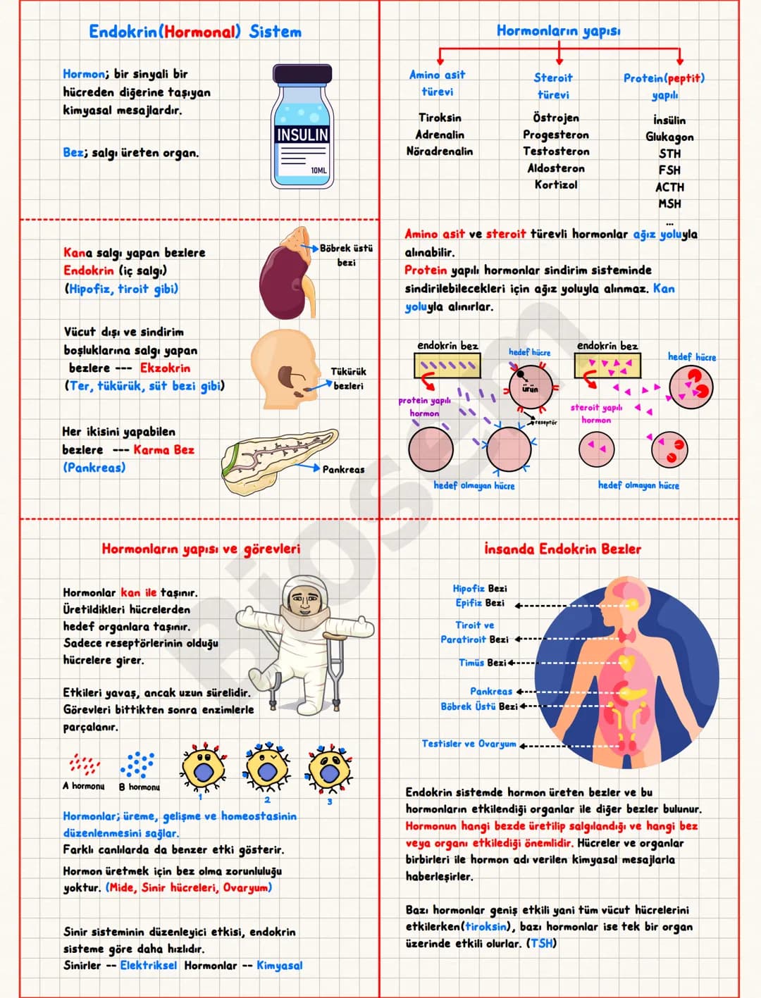 ## Endokrin (Hormonal) Sistem
Hormon; bir sinyali bir
hücreden diğerine taşıyan
kimyasal mesajlardır.
Bez; salgı üreten organ.
Kana salgı