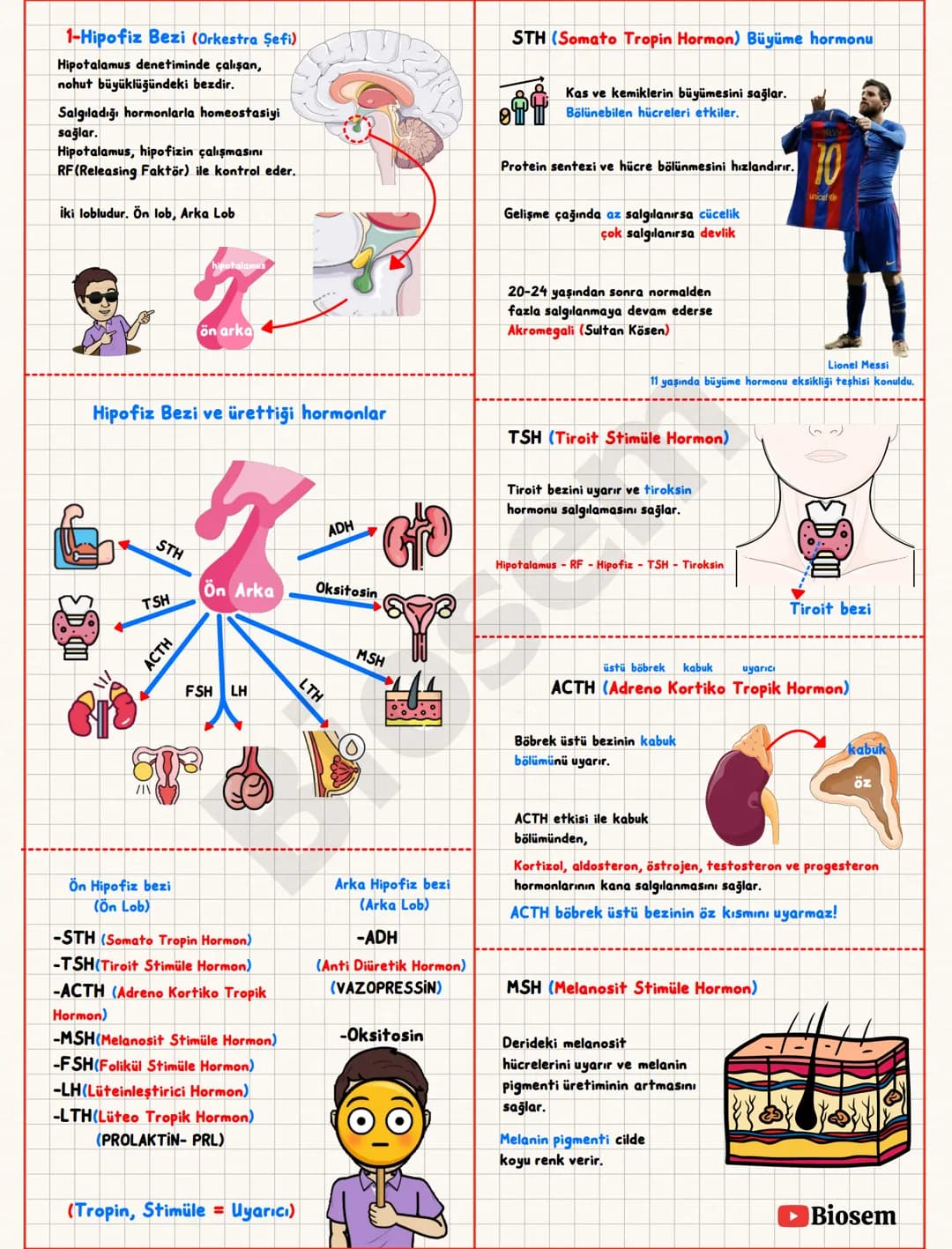 ## Endokrin (Hormonal) Sistem
Hormon; bir sinyali bir
hücreden diğerine taşıyan
kimyasal mesajlardır.
Bez; salgı üreten organ.
Kana salgı
