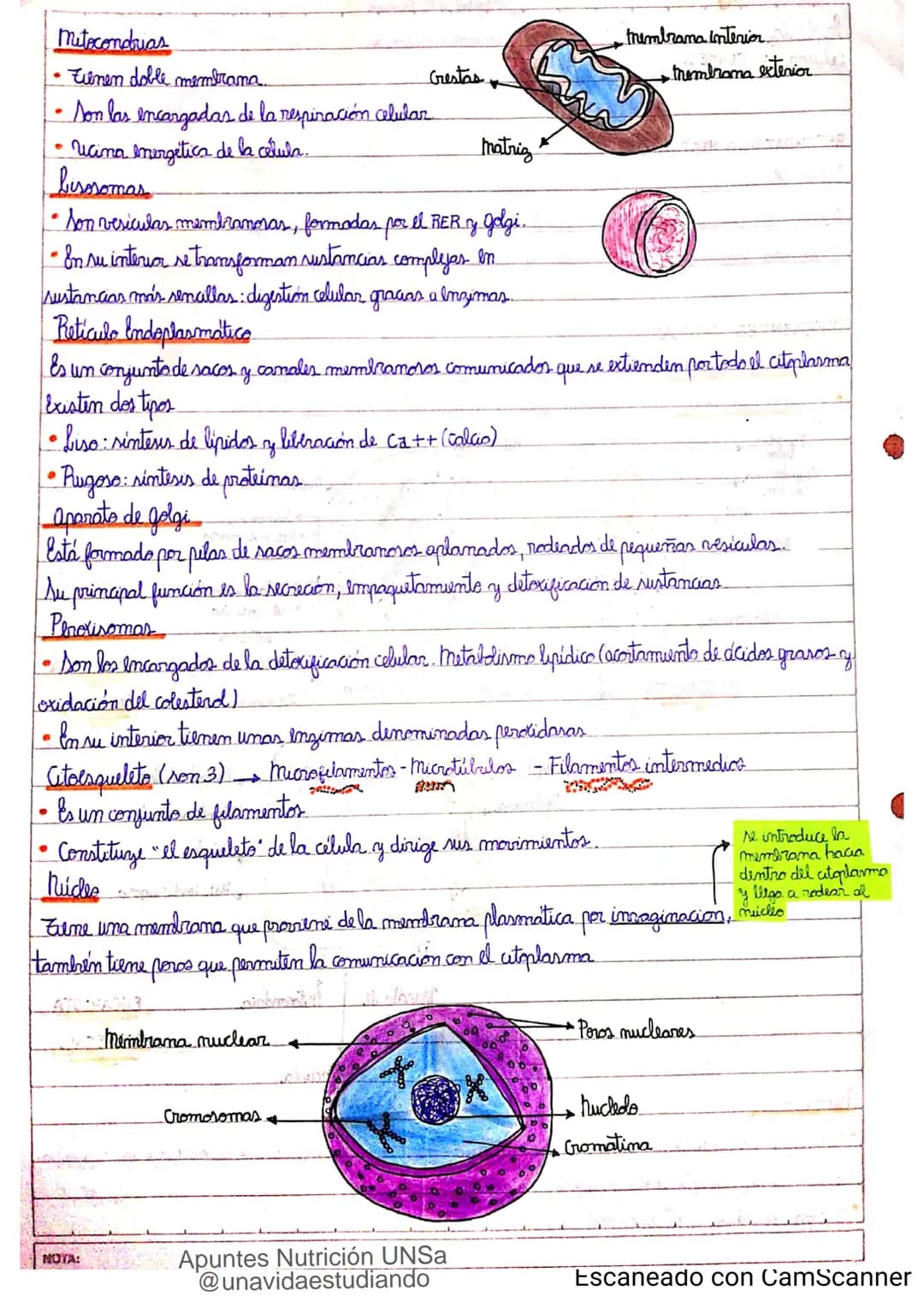 Introducción CLASE 1
ΑΝΑΤΟΜΙΑ 2020
y fisiologia
POSICION
ANATOMICA
Anatomia : Gencia que estudia las estructuras corporales y las relaciones