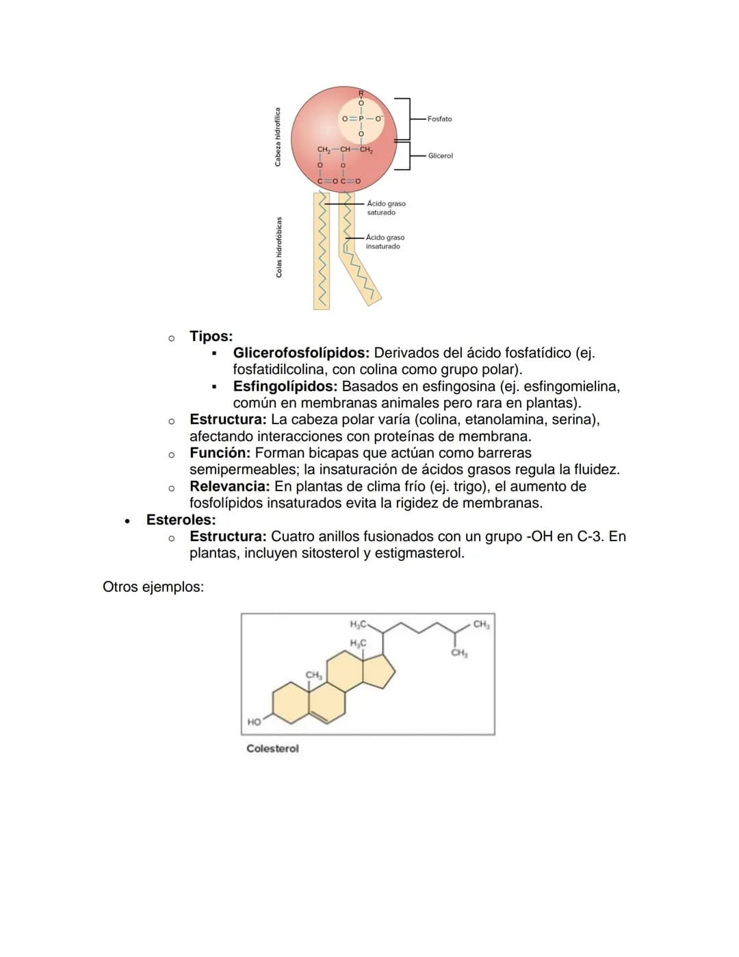 --- OCR Start ---
Bioquímica
1. Introducción a los Lípidos
UNIDAD: Lípidos
Los lípidos son biomoléculas esenciales caracterizadas por su ins
