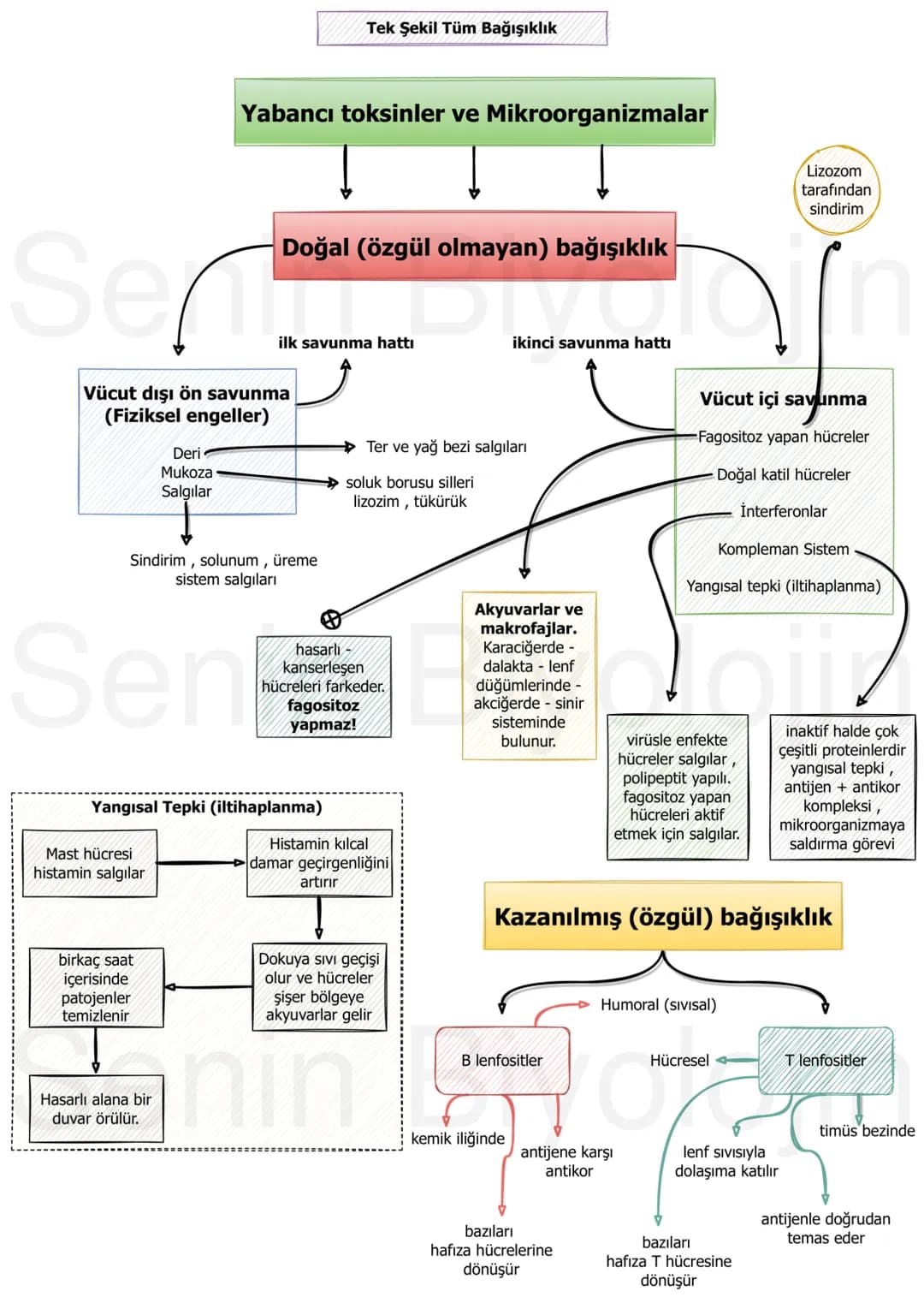 # SENİN BİYOLOJİN
Bu döküman hazırlanırken MEB kitabı kaynak alınmıştır ve çok karıştırılan yerlere özellikle değinilmiştir. Dökümanın yara