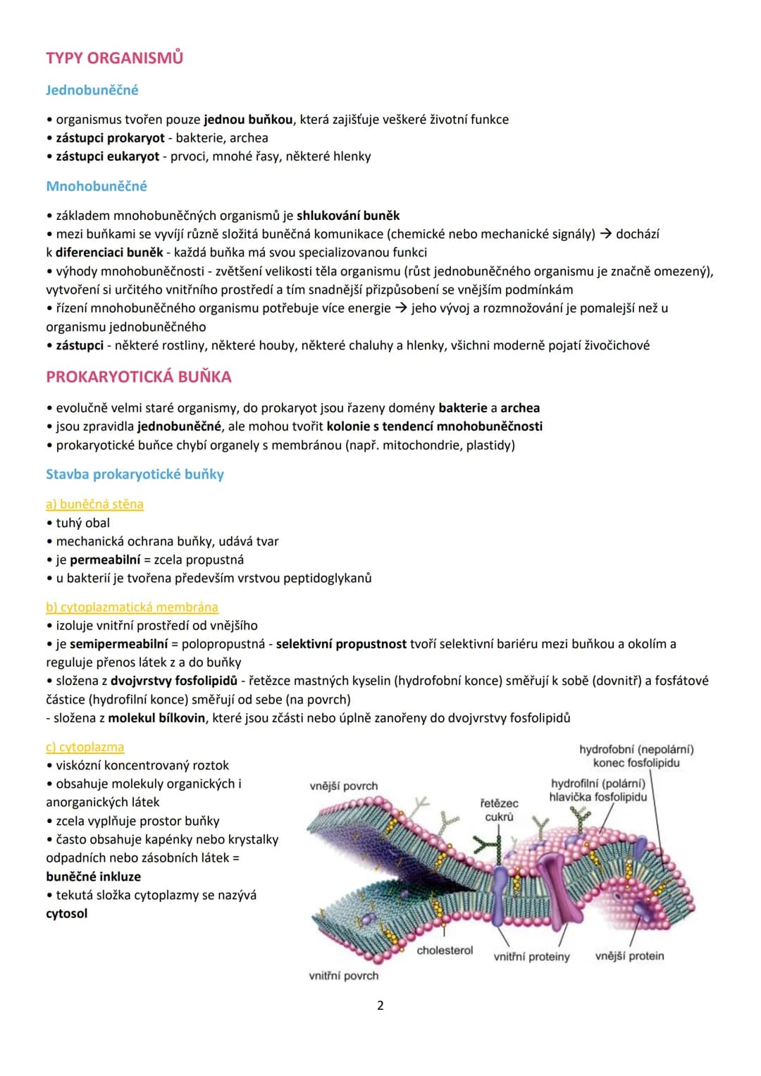 1. BUŇKA (cellula)
• buňka je základní stavební a funkční jednotka živých buněčných organismů
• věda zabývající se buňkou = cytologie (buněč