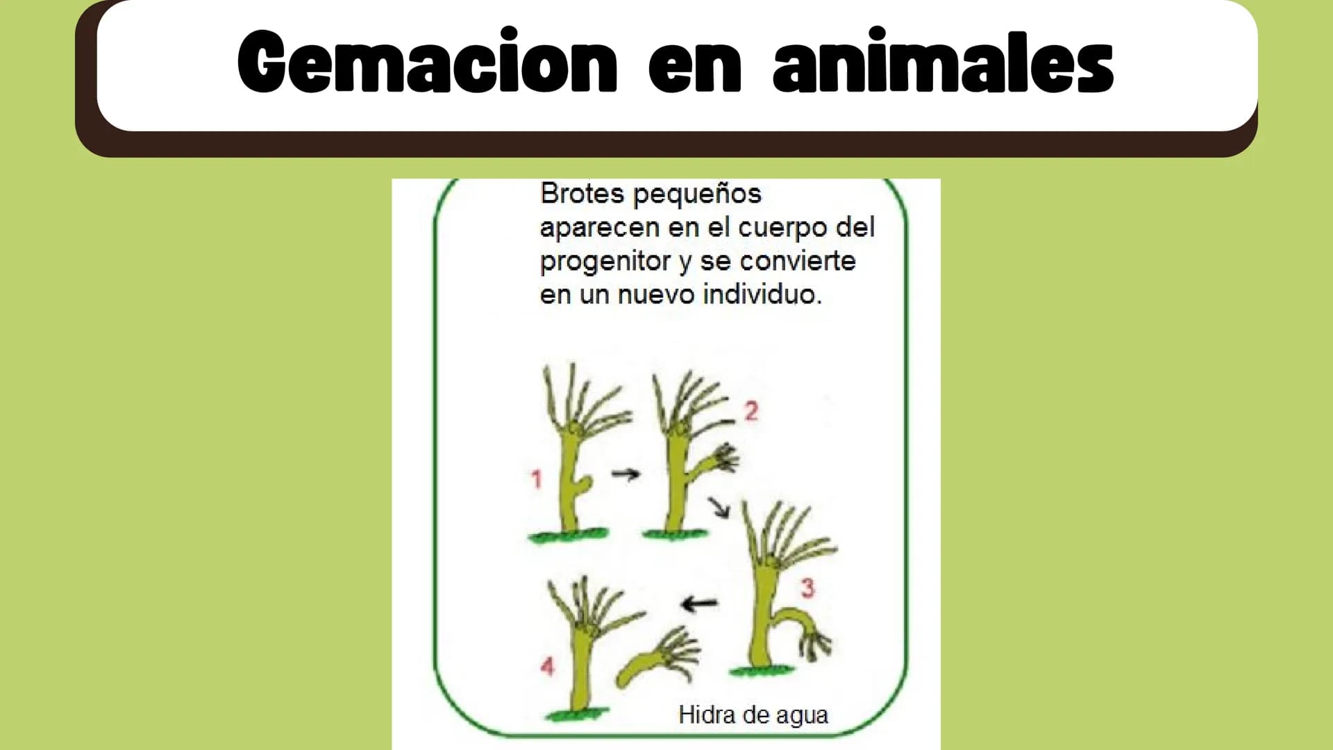 # Gemación Que es la Gemación
La gemación es un tipo de
reproducción asexual en la que
un nuevo organismo se forma a
partir de una protubera