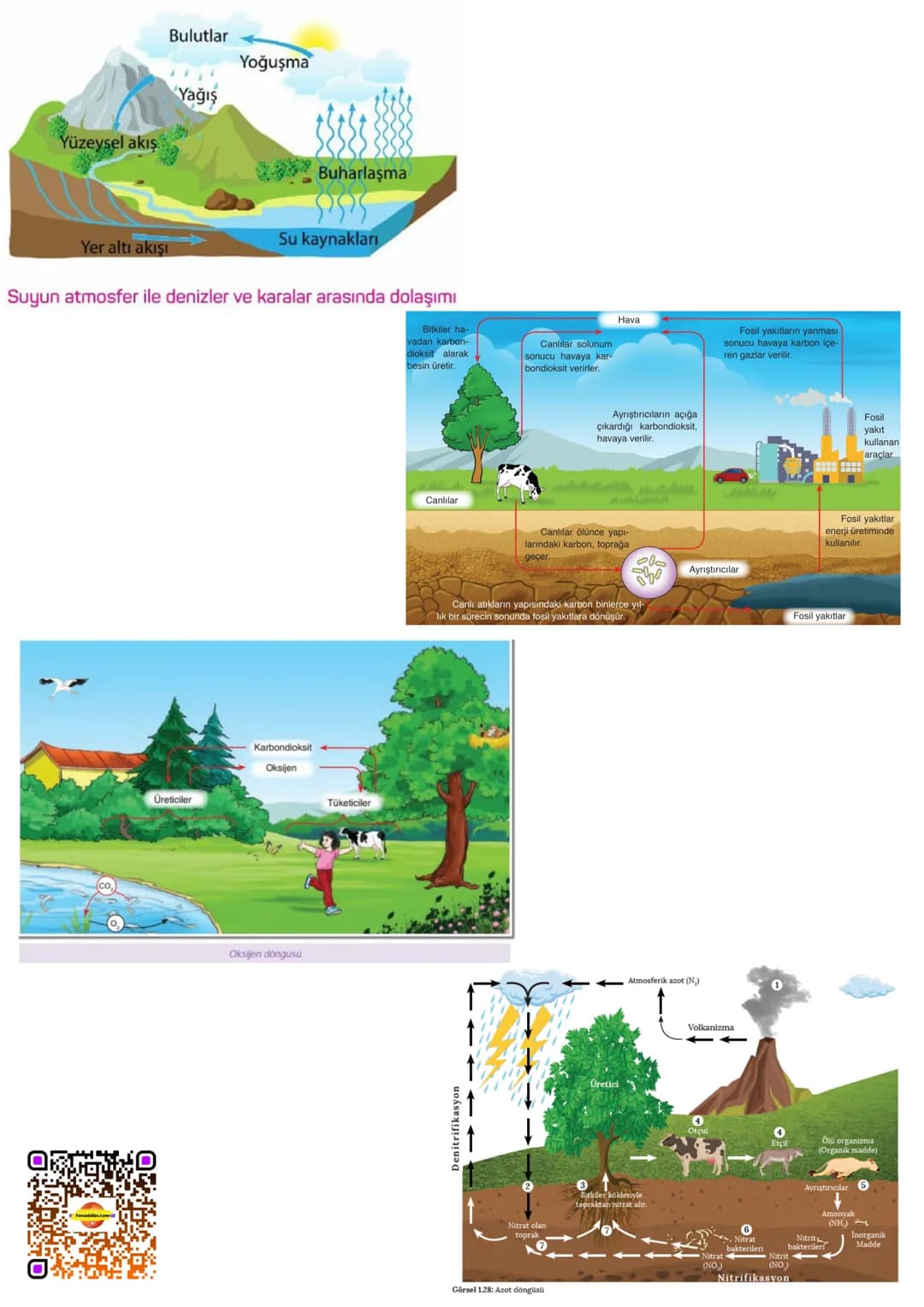 BESİN ZİNCİRİ VE ENERJİ AKIŞI
BESİN ZİNCİRİ
fenusbilim.com
Canlıların yaşamsal faaliyetlerini devam ettirebilmeleri için enerji ihtiyaç
ları