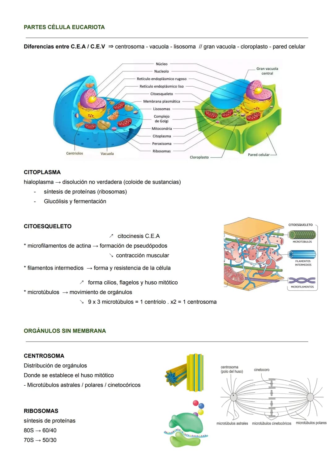 BIOLOGÍA CELULAR
MICROSCOPÍA ÓPTICA
- Hasta 2000 aumentos
- solo se ve el núcleo
MICROSCOPÍA ELECTRÓNICA
- 1M aumentos
- se ven orgánulos, v