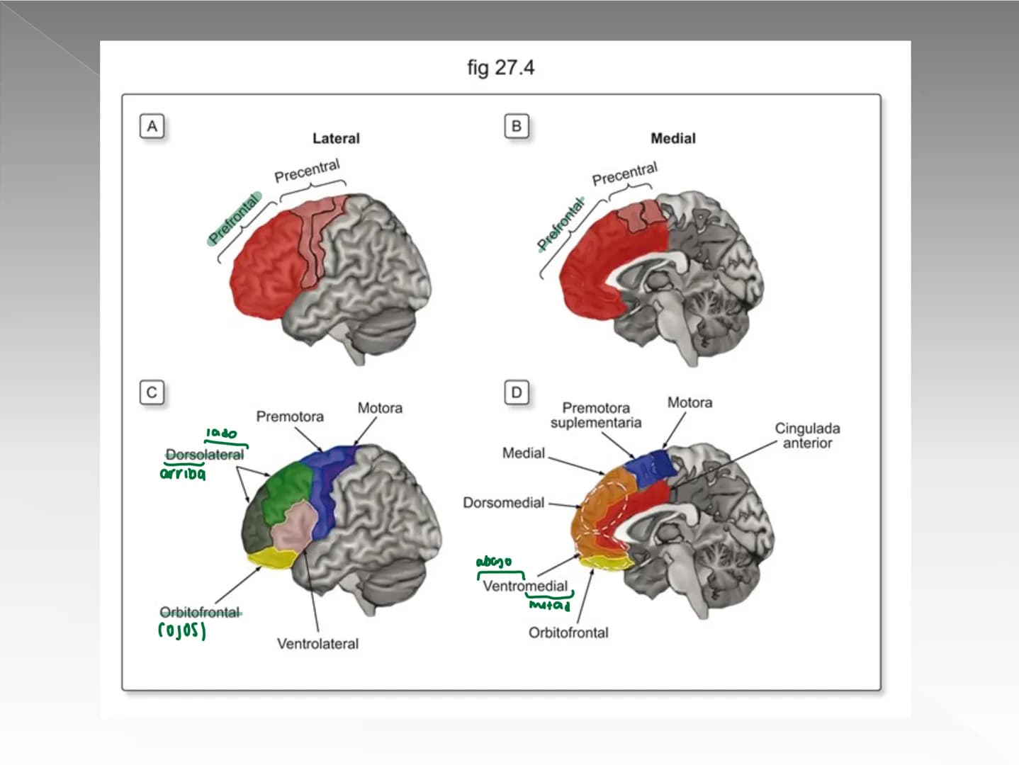 Neuropsicología de las
Funciones ejecutivas
Adriana M. Martínez M.
Ms. RHN y EC-UAB ejecutar
Para vivir las personas deben actuar; para
actu