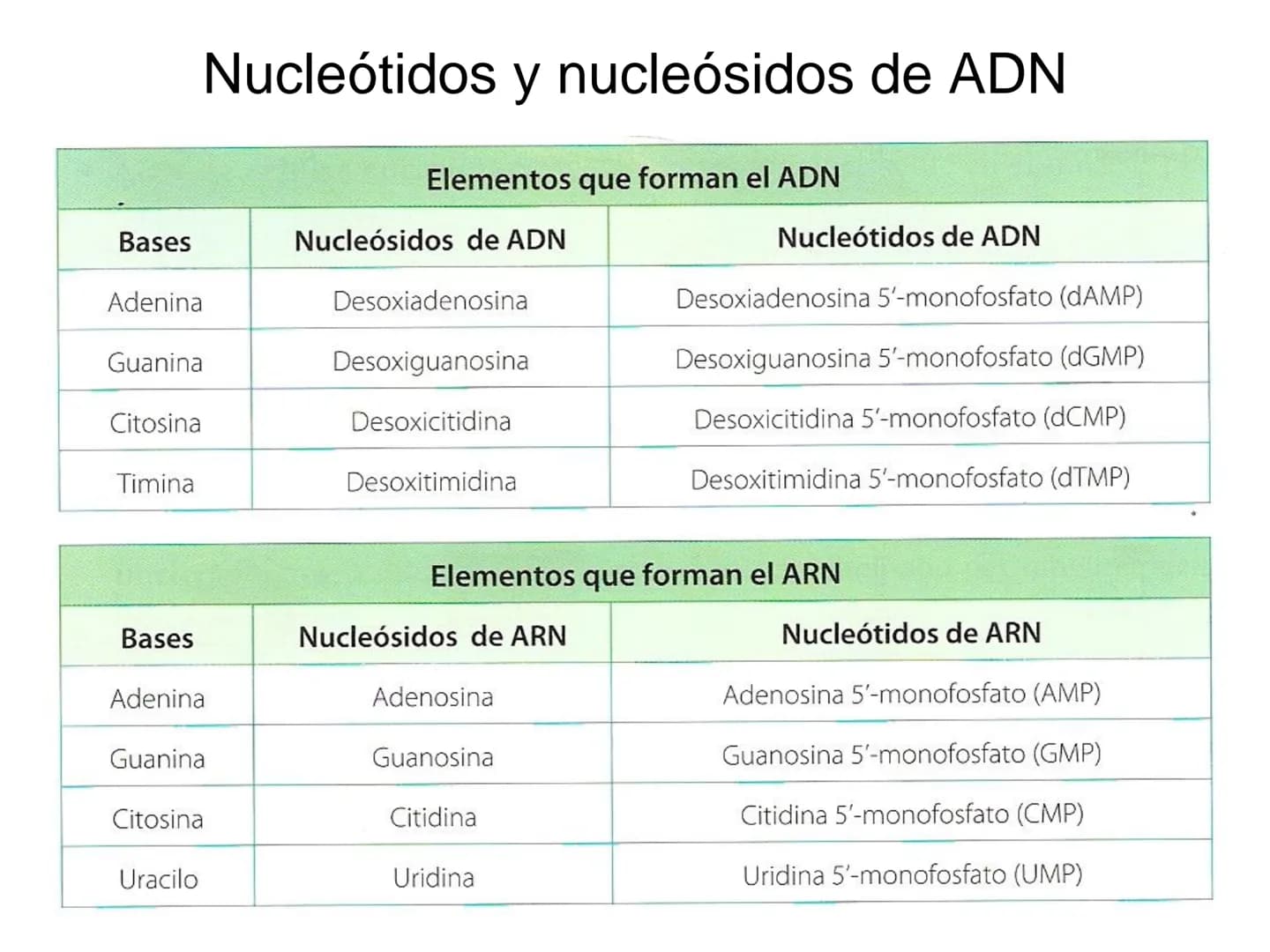 ÁCIDOS NUCLEICOS
1.- Composición: nucleósidos y nucleótidos
2.- Nucleótidos de interés biológico: ATP, AMPc, FMN, FAD, NAD,
NADP y Coenzima