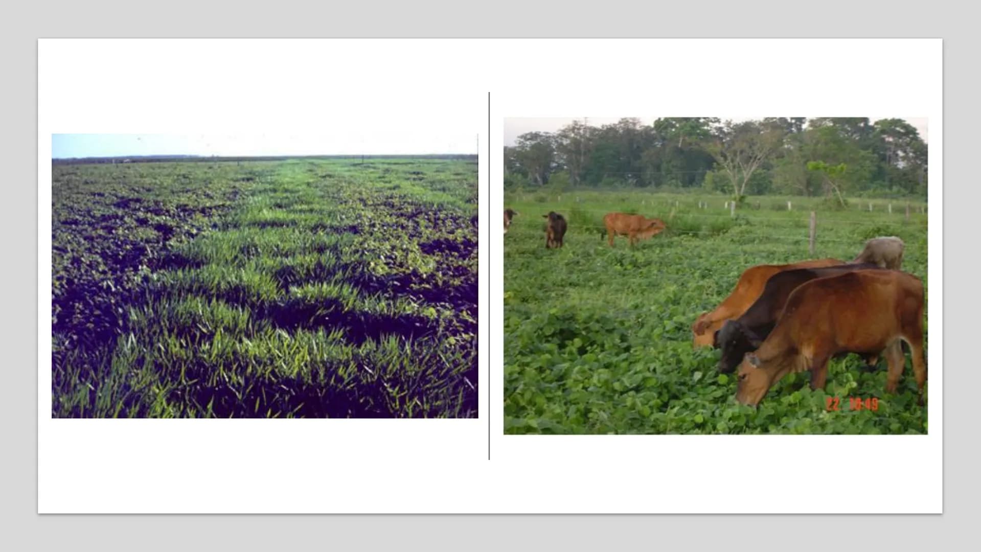 # Praderas y Especies
Forrajeras
Clase 5 Rutas de mejoramiento de praderas naturales
Vía rápida
Vía lenta
Rotación de cultivos
(raps, trigo,