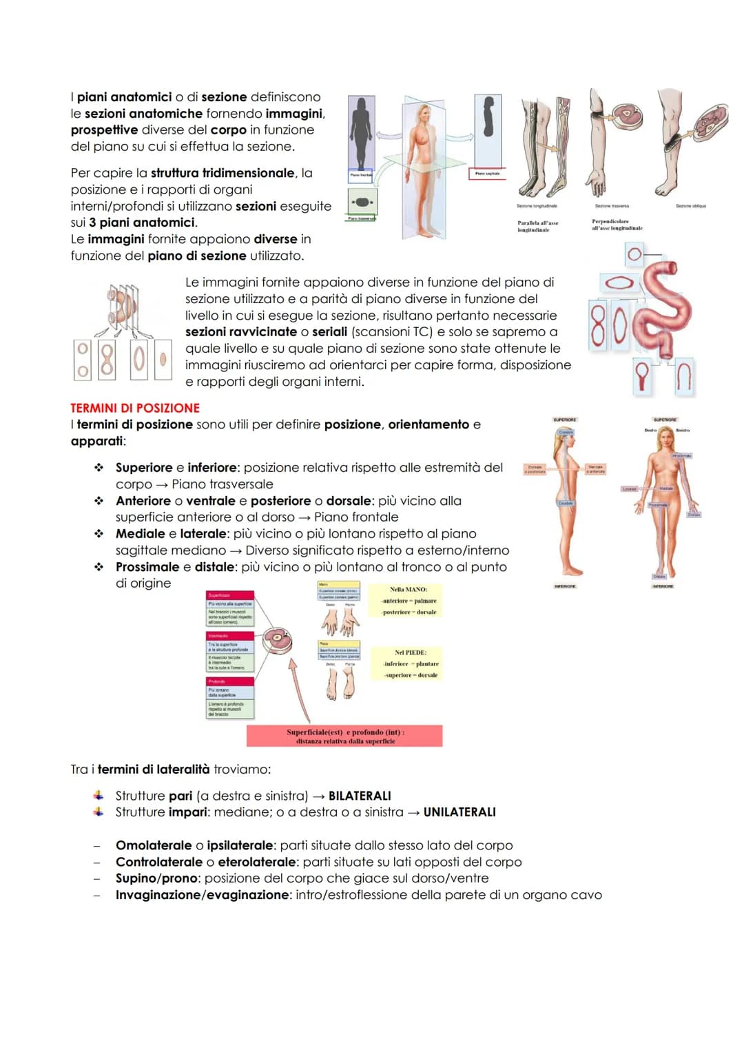 # ANATOMIA UMANA
## INTRODUZIONE
L'anatomia studia la morfologia (la struttura macro e microscopica) del corpo umano e delle sue parti e i