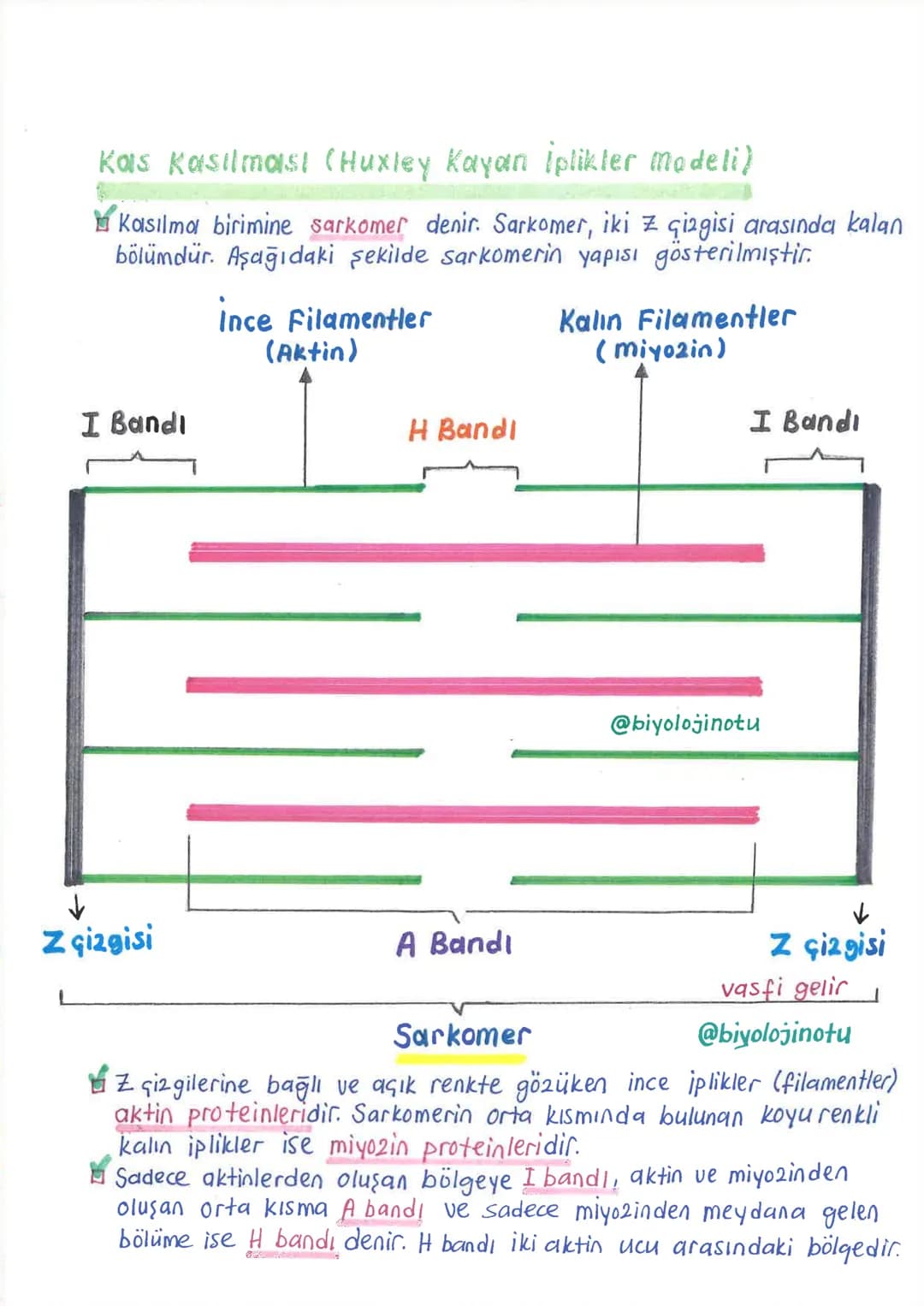 İNSANDA
DESTEK ve HAREKET SİSTEMİ
1. İskelet Sistemi, Kemik Doku ve Kemik Çeşitleri
İnsanda destek ve hareket sistemi, iskelet sistemi ile k