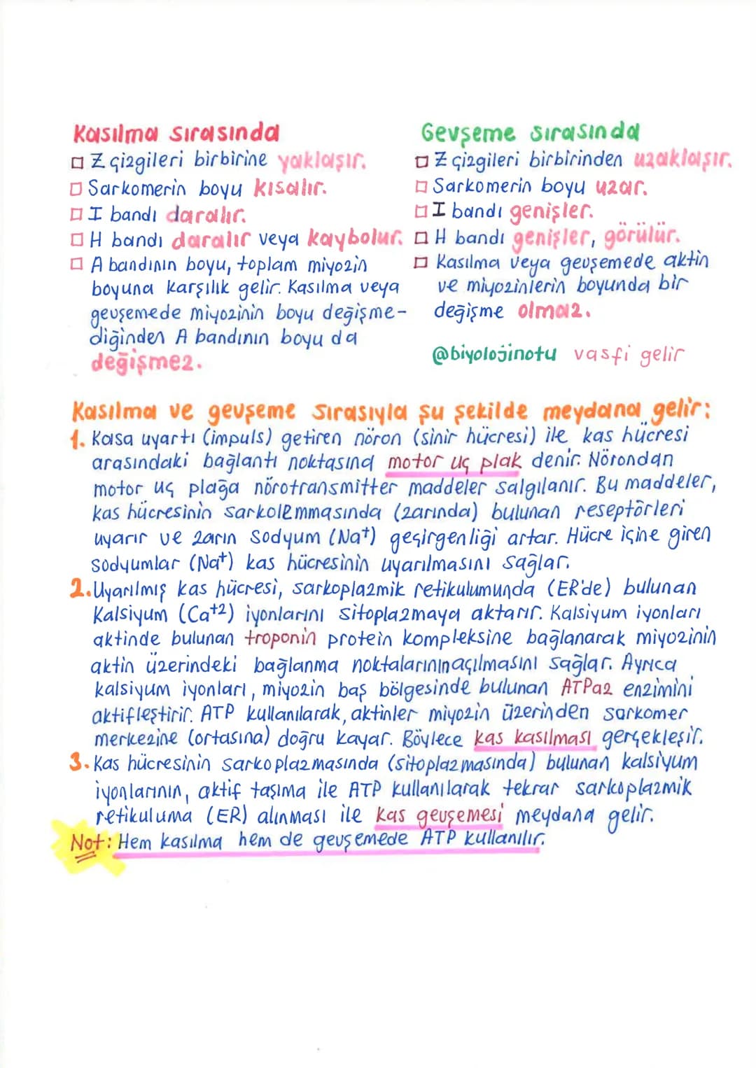 İNSANDA
DESTEK ve HAREKET SİSTEMİ
1. İskelet Sistemi, Kemik Doku ve Kemik Çeşitleri
İnsanda destek ve hareket sistemi, iskelet sistemi ile k