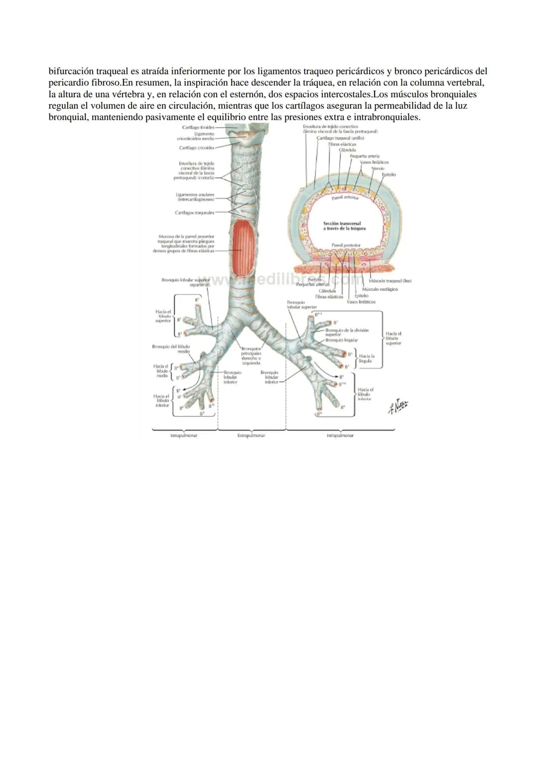 Aparato respiratorio
Está compuesto principalmente por las cavidades nasales, faringe, laringe, tráquea, bronquios y
pulmones.
TRÁQUEA
La tr