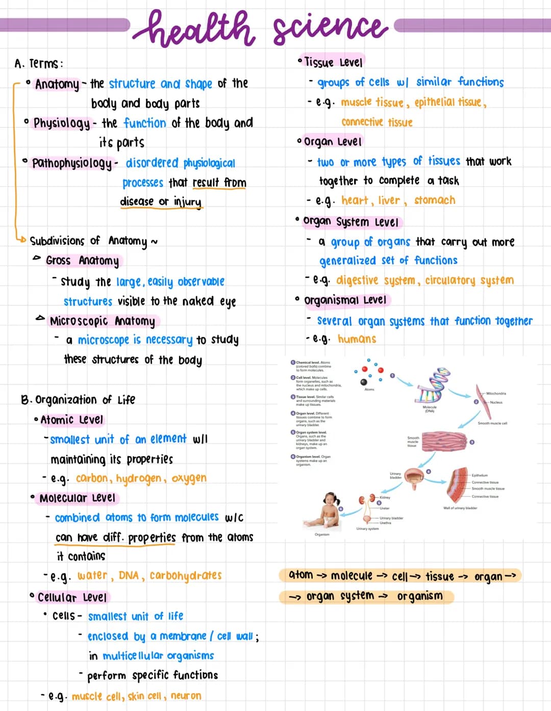 A. Terms:
health science
• Anatomy- the structure and shape of the
body and body parts
• Physiology - the function of the body and
its parts