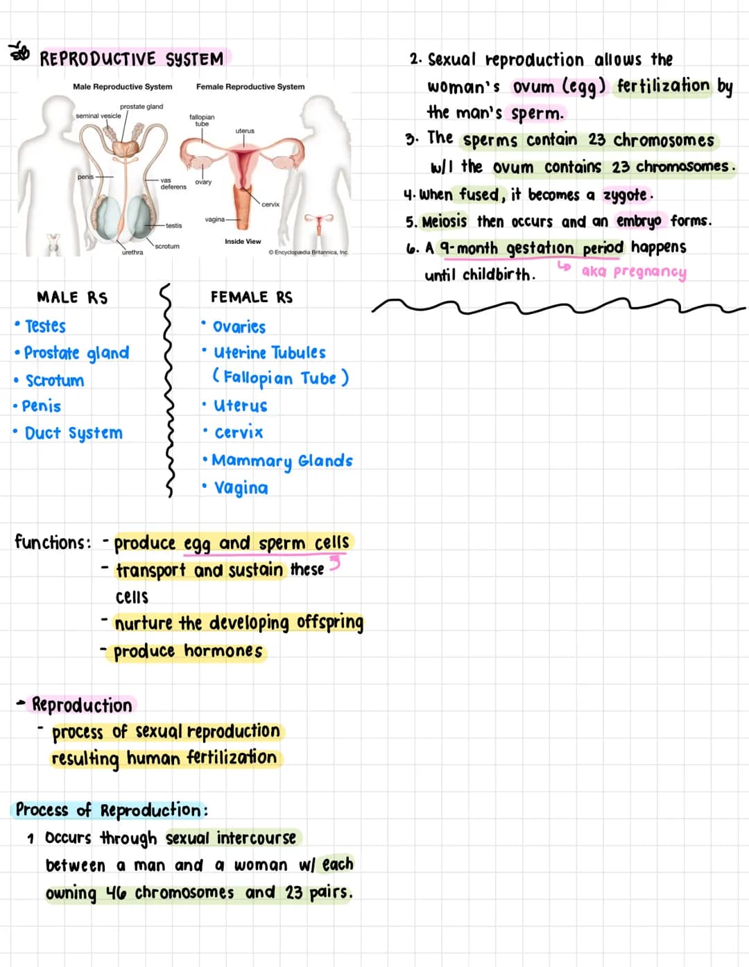 A. Terms:
health science
• Anatomy- the structure and shape of the
body and body parts
• Physiology - the function of the body and
its parts