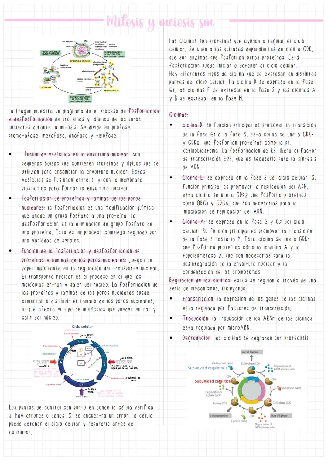 Milosis y meiosis sm
La imagen muestra un diagrama de el proceso de fosforiiacion
y desfosforiiacion de proteinas y láminas de los poros
nuc