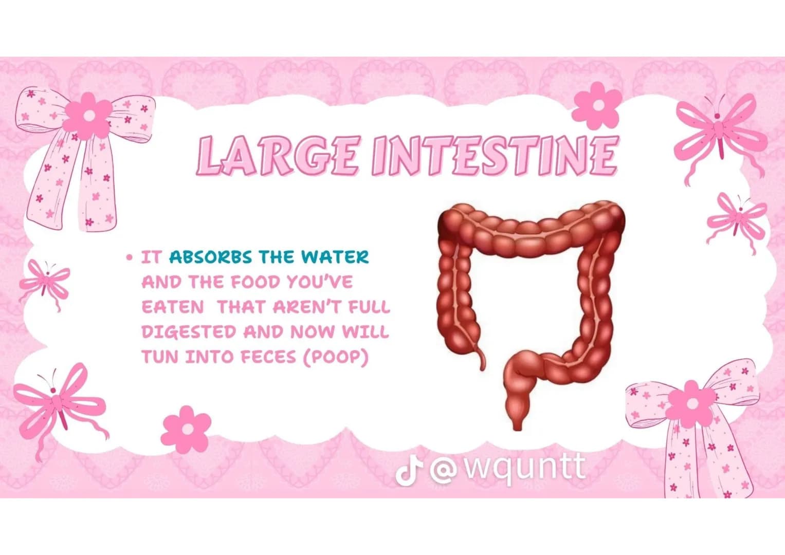 # THE HUMAN
DIGESTIVE
SYSTEM
PREPARED BY: WQUNTT
@wqunnt ANUS
• WHERE FECES
ELEMINATE/RELEASE/EXPE
LLED FROM OUR BODY
THROUGH THE PROCESS
