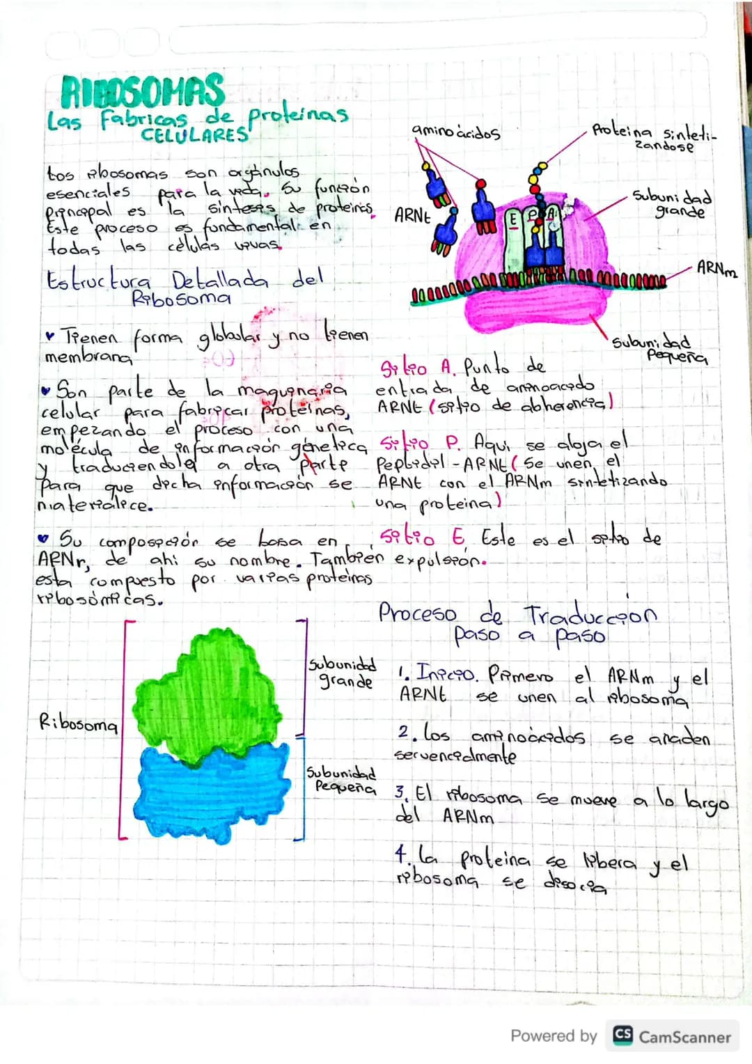 RIBOSOMAS
Las fabricas de proteinas
CELULARES
orgánulos
tos abosomas son ayanu
esenciales
Principal
es
la la vada su funciόπ
Pla sintesis de