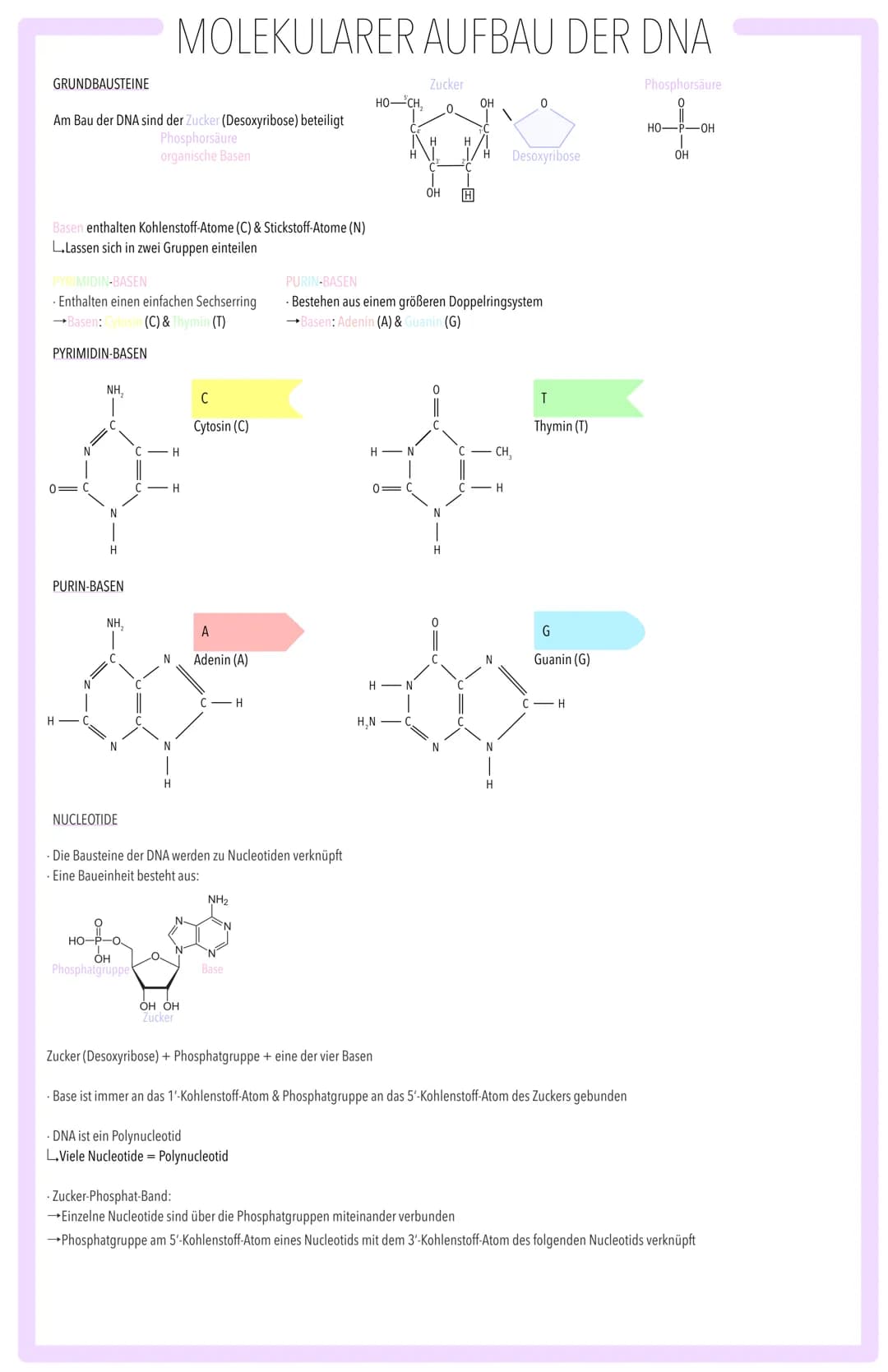 MOLEKULARGENETISCHE GRUNDLAGEN DES LEBENS SPEICHERUNG & REALISIERUNG GENETISCHER INFORMATION:
BAU DER DNA, SEMIKONSERVATIVE REPLIKATION, TR