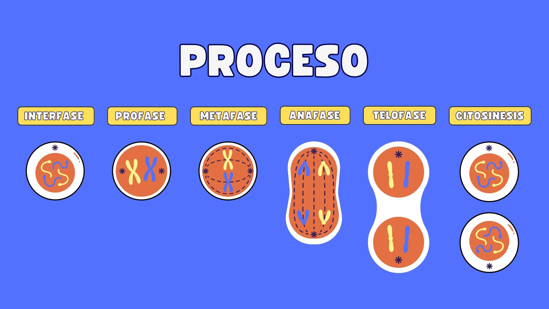 # MITOSIS ¿Qué es la mitosis?
LA MITOSIS ES UN TIPO DE DIVISIÓN CELULAR QUE OCURRE EN LAS CÉLULAS DEL
CUERPO CON EL OBJETIVO DE PERMITIR EL