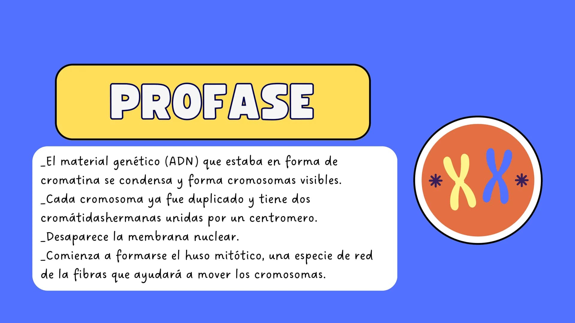 # MITOSIS ¿Qué es la mitosis?
LA MITOSIS ES UN TIPO DE DIVISIÓN CELULAR QUE OCURRE EN LAS CÉLULAS DEL
CUERPO CON EL OBJETIVO DE PERMITIR EL