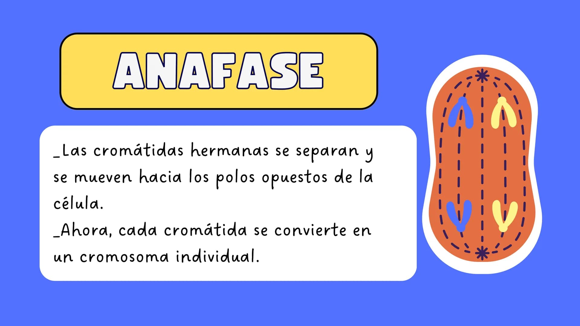 # MITOSIS ¿Qué es la mitosis?
LA MITOSIS ES UN TIPO DE DIVISIÓN CELULAR QUE OCURRE EN LAS CÉLULAS DEL
CUERPO CON EL OBJETIVO DE PERMITIR EL